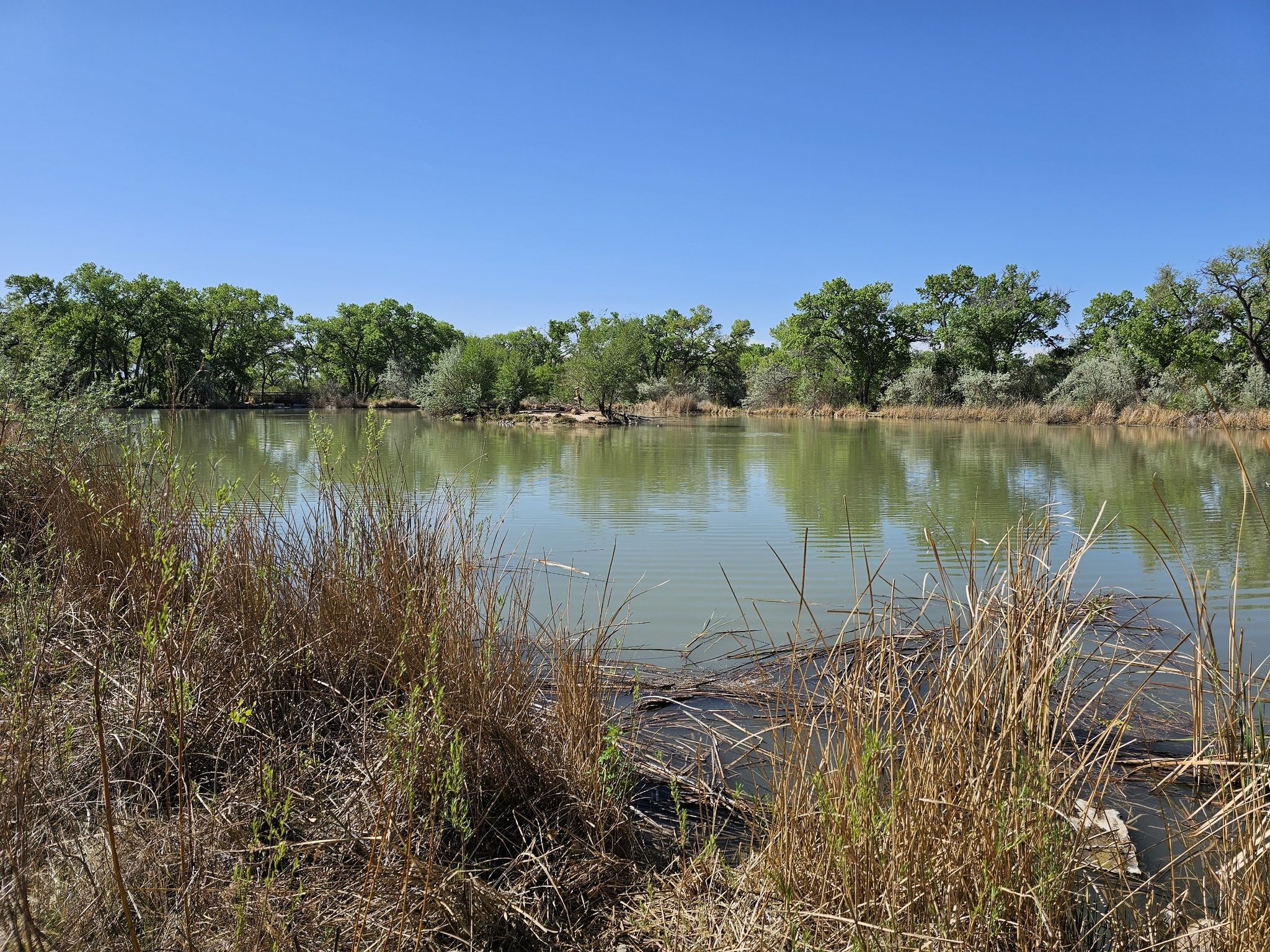 Calm pond reflecting green trees under a bright blue sky. - Paseo del Bosque Trail