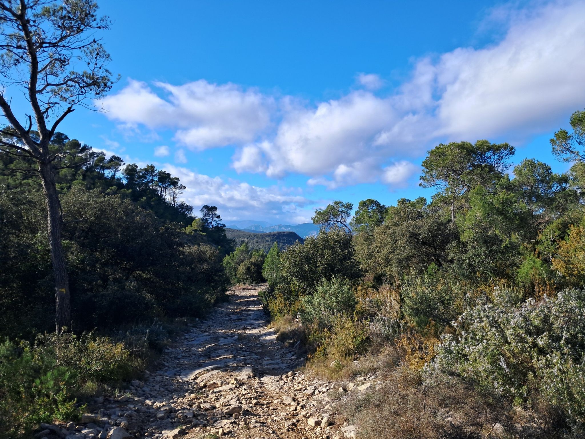 Mont Aigoual
