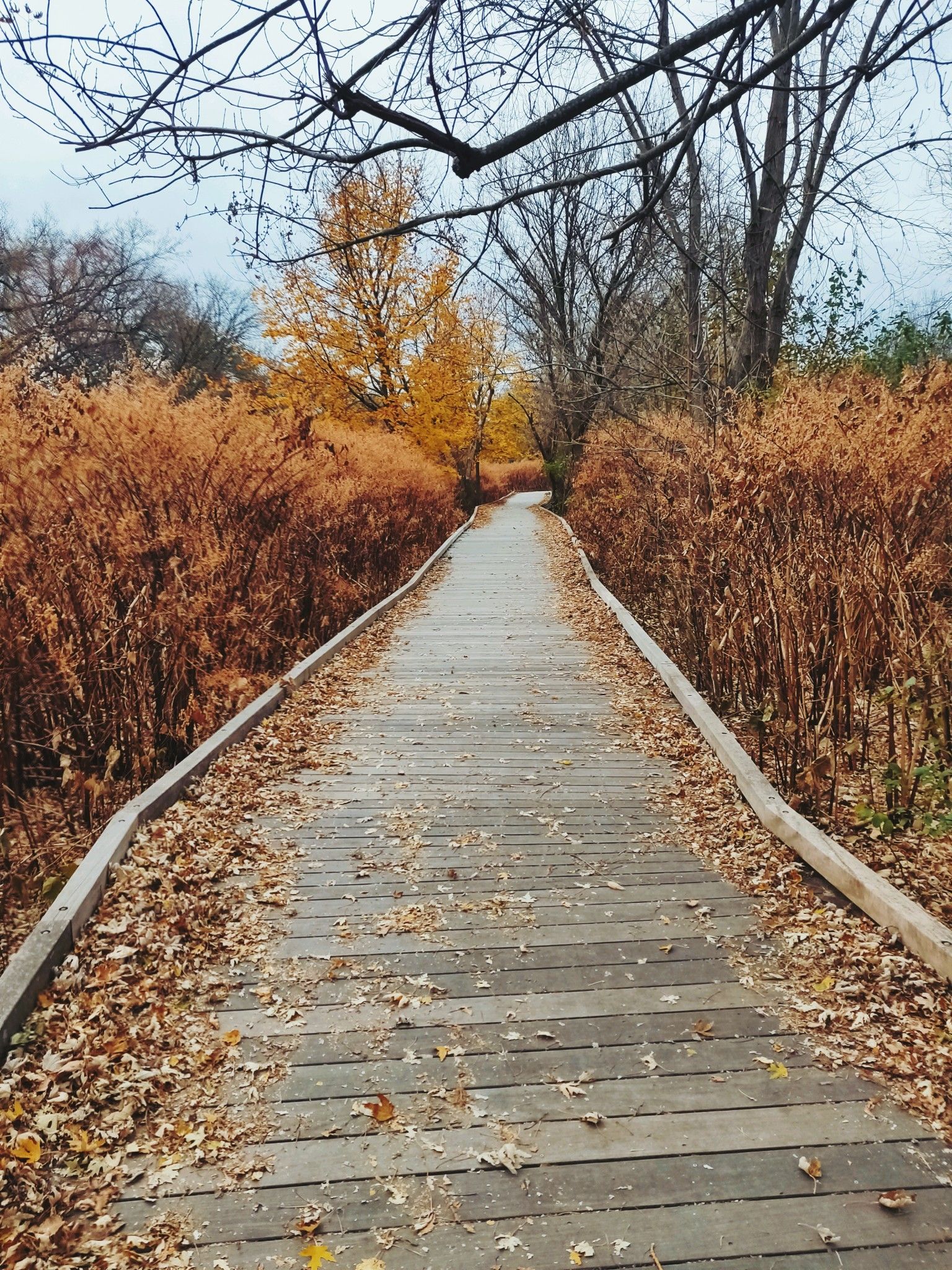 Wooden boardwalk path through tall brown reeds and autumn trees on an overcast day. - Alewife Brook Greenway loop from Tufts University