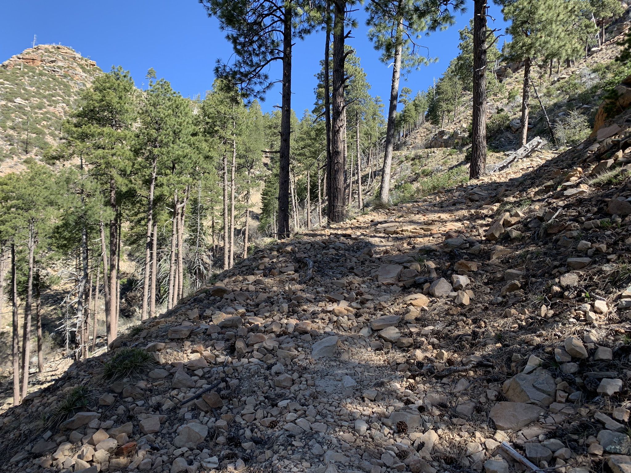 Rocky dirt path ascending a forested hillside with tall pine trees. - Railroad Tunnel Trail