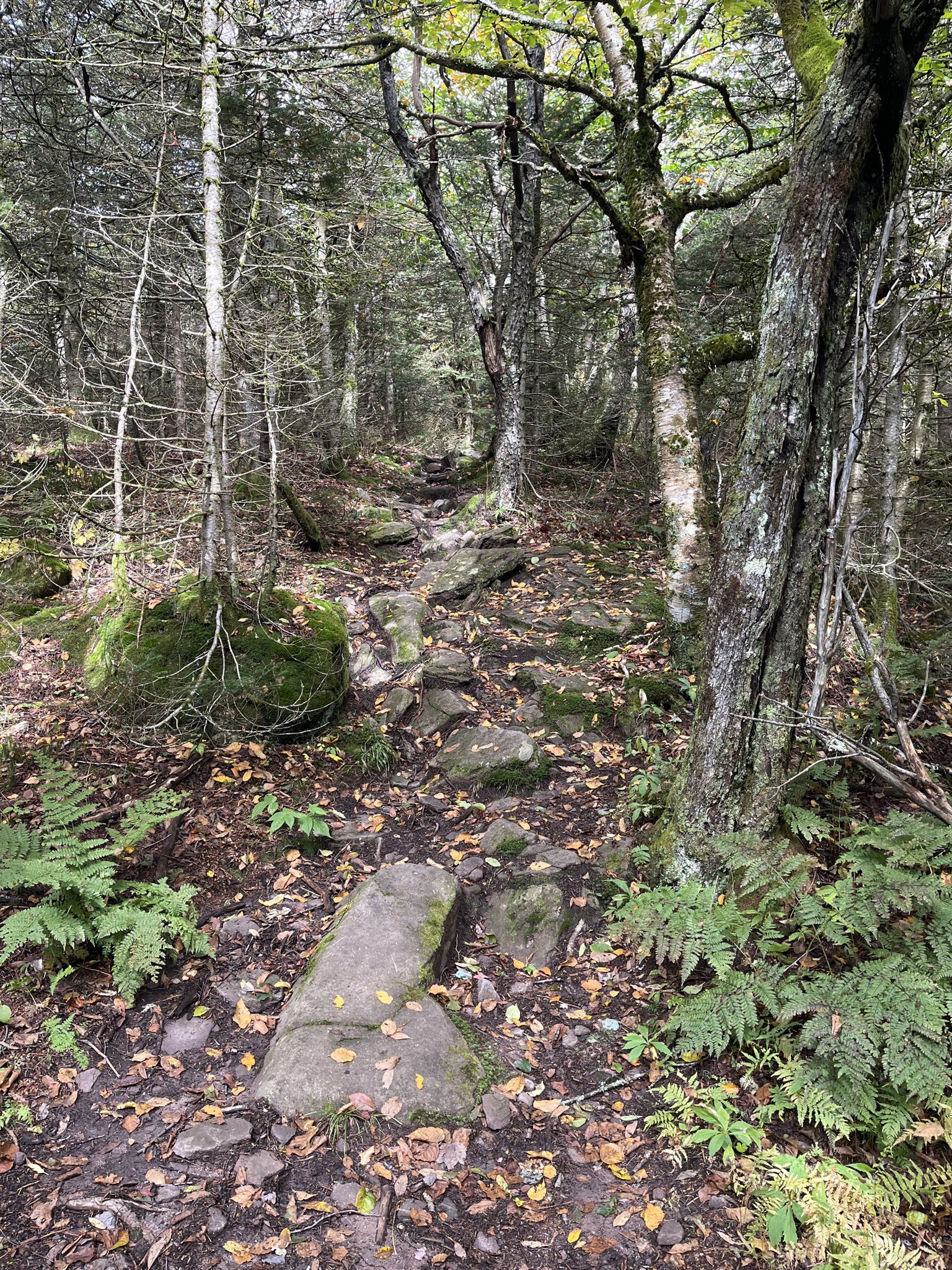 Shaded, rocky forest path winding through dense woods with ferns and moss. - Mill Brook Ridge Trail