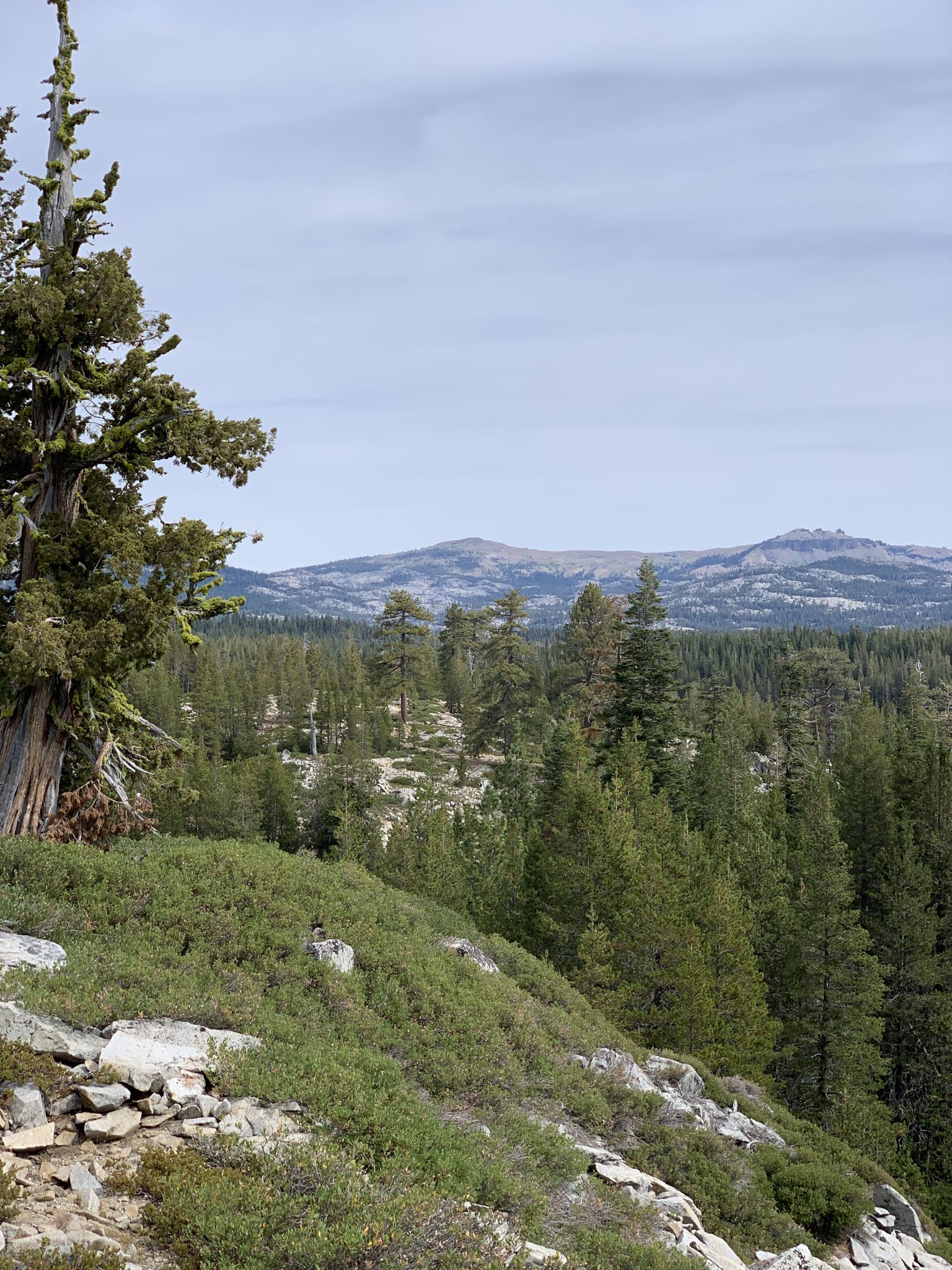 An expansive view of a dense pine forest stretching to distant mountains. - Palisades Creek Trail