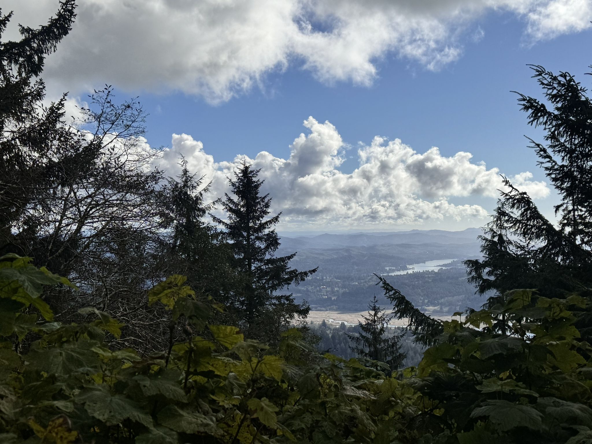Forest trees frame a distant valley with a river under a cloudy sky. - Cascade Head Rainforest Trail