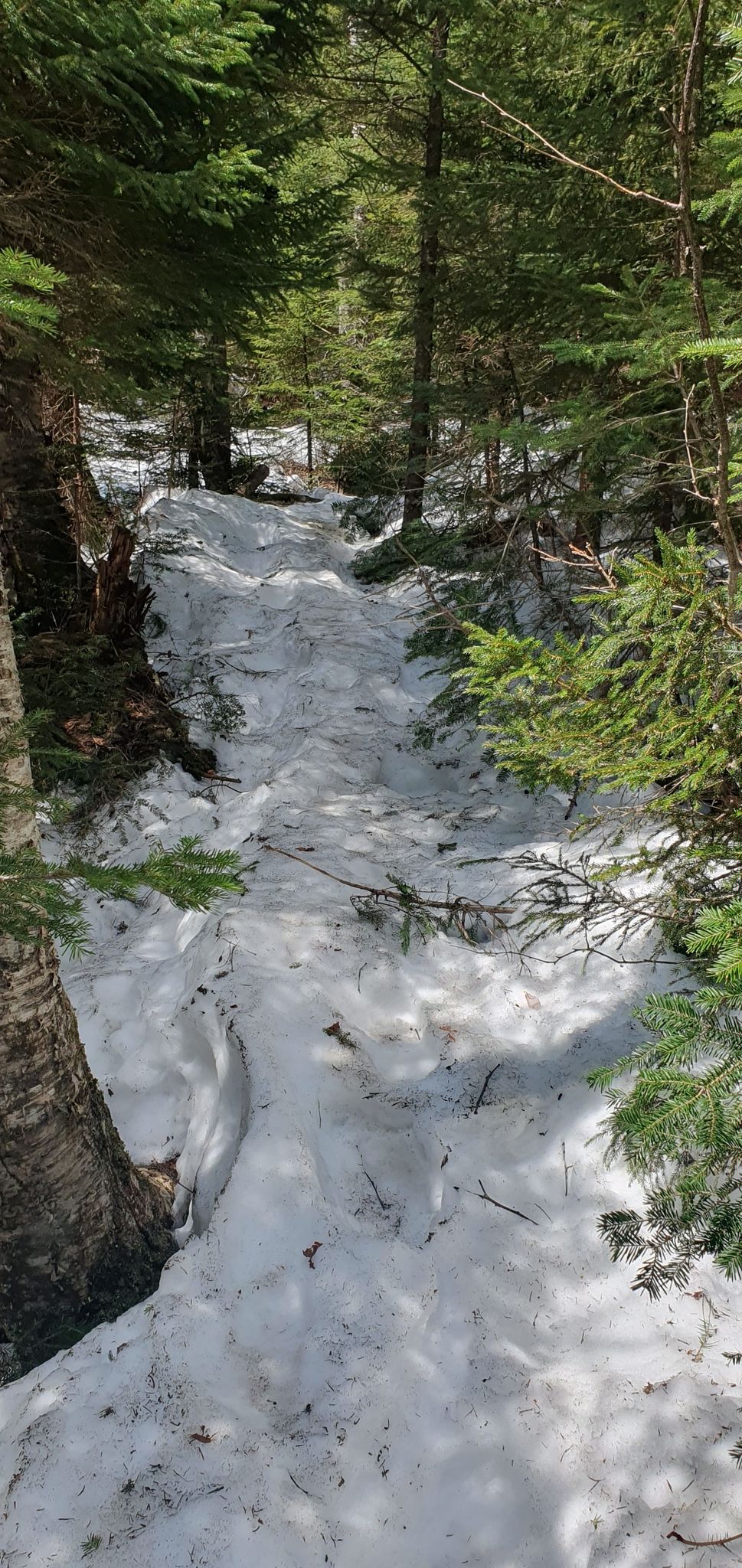 Snow-covered forest path winding through evergreen trees on a bright day. - Mount Willey Trail