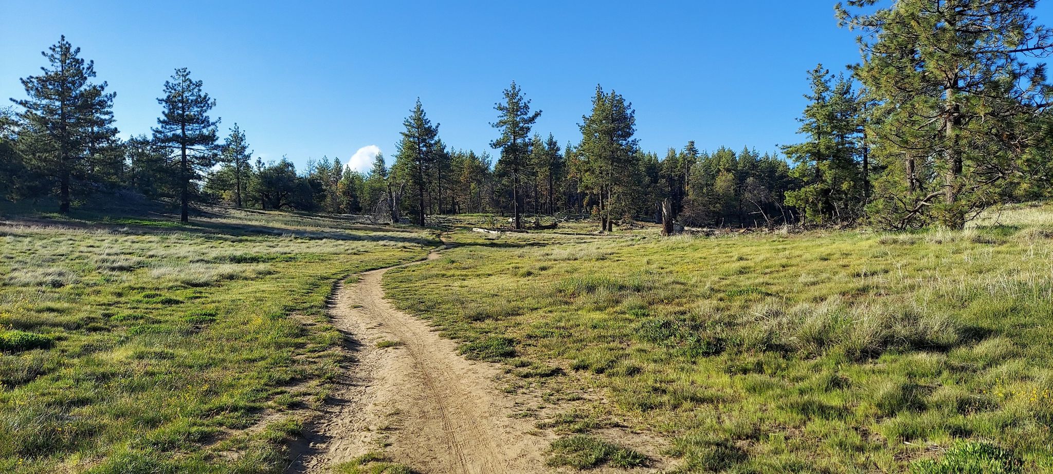 A winding dirt path through a sunny, grassy meadow with scattered pine trees. - Water of the Woods Trail – Water of the Woods loop from Meadows Trailhead