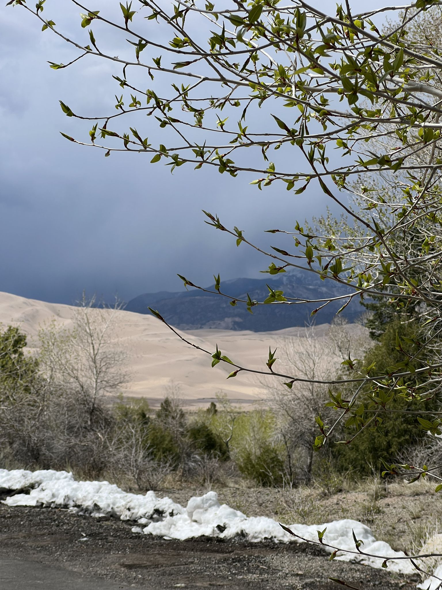 Fresh green leaves frame sandy dunes, distant mountains, and patches of snow. - Montville Nature Trail