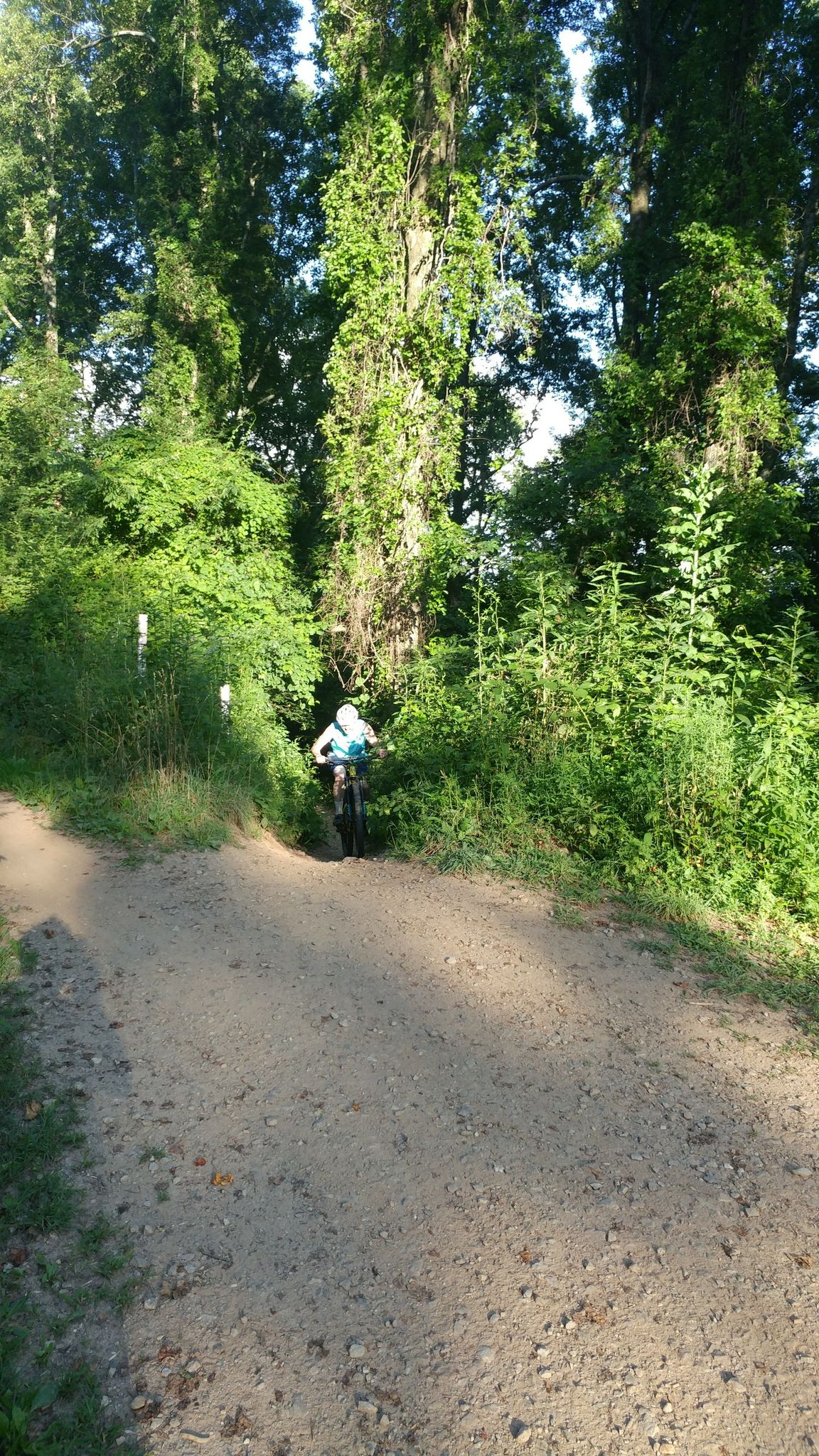 A person on a mountain bike rides a sunny dirt path through dense woods. - Wolf Branch Loop