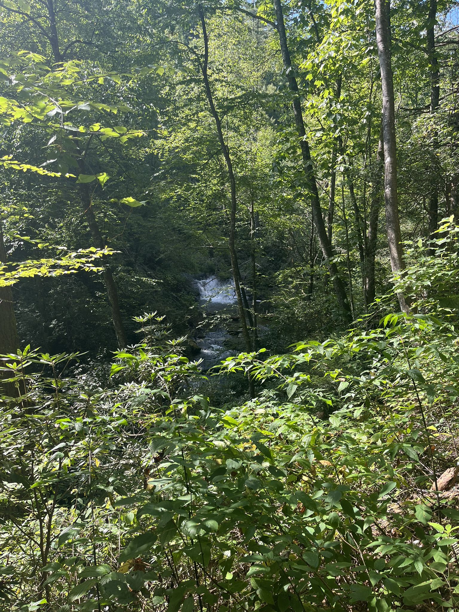 A bright forest scene with a waterfall and stream peeking through dense green trees. - Foothills Trail: Sloan Bridge to Fish Hatchery Road