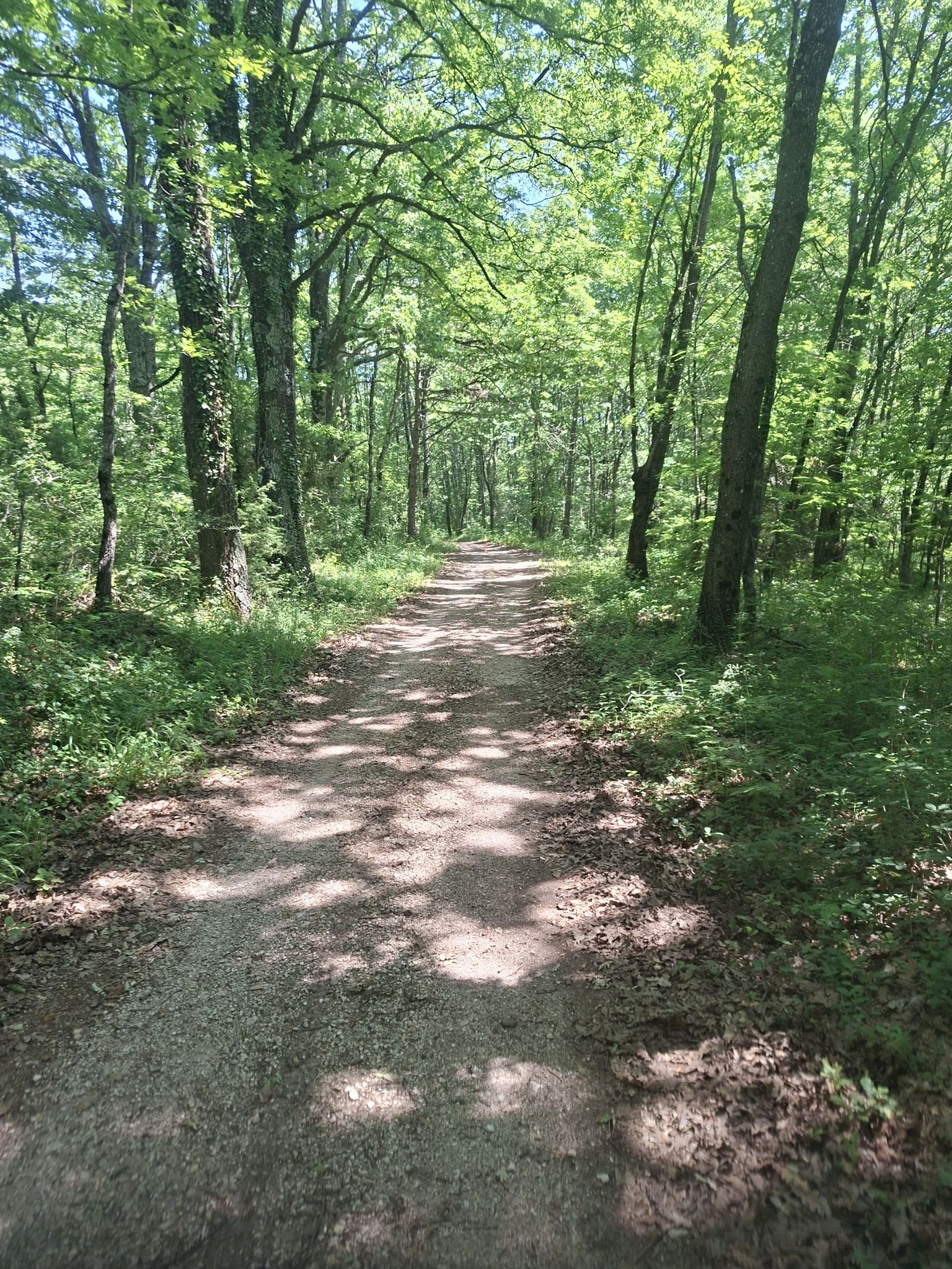 back to woods