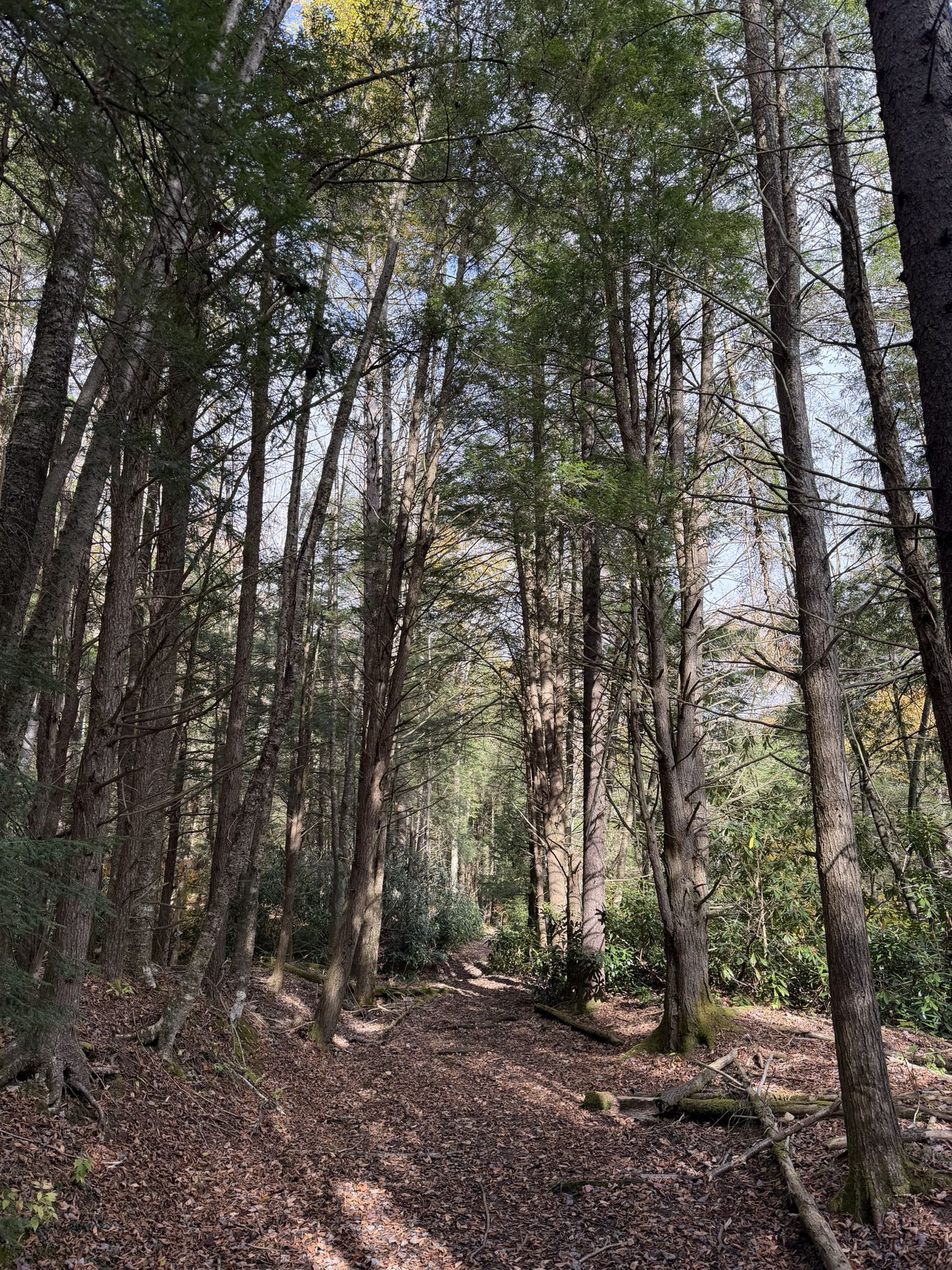 A sun-dappled forest path lined with tall, slender trees and fallen leaves. - Mylius Gap via Otter Creek Trail