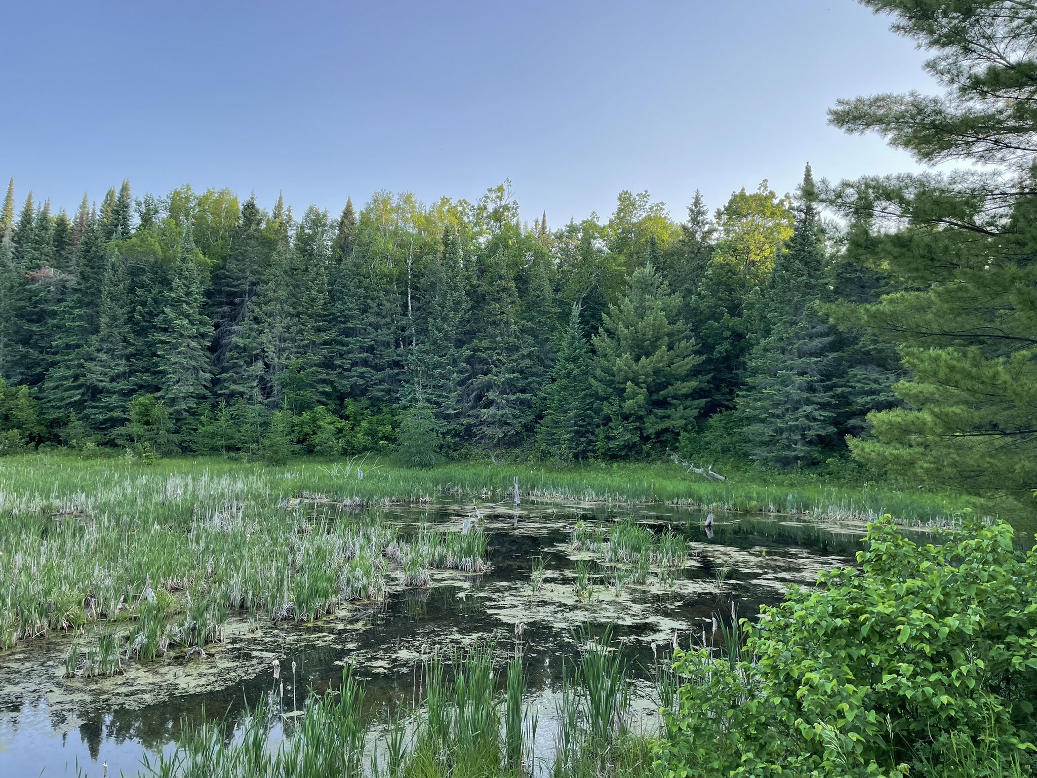 Marshy pond with tall grasses and lily pads, backed by a dense forest. - Paul Bunyan and Heartland Trail Loop