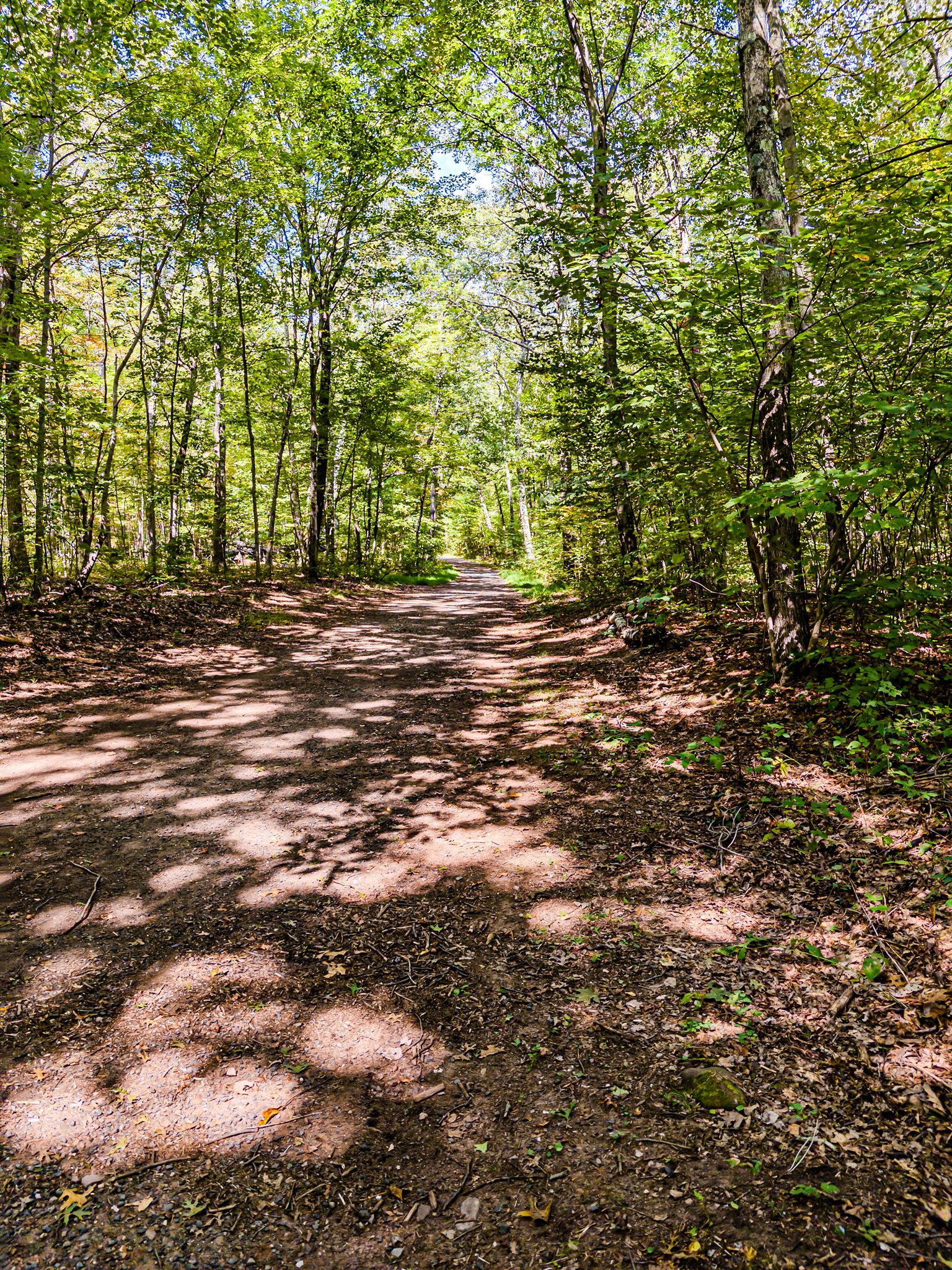 Sunny dirt path winding through a dense, vibrant green forest. - Buckingham Reservoir Trail