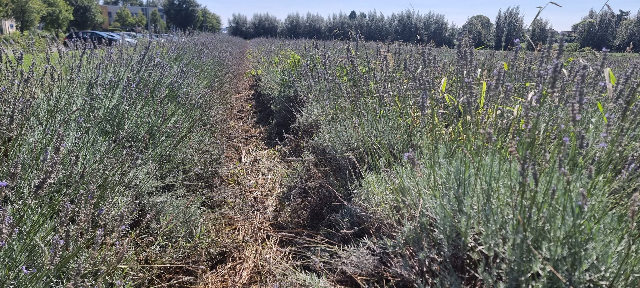 Lavendel Feld in Salzkotten.. das riecht wunderbar