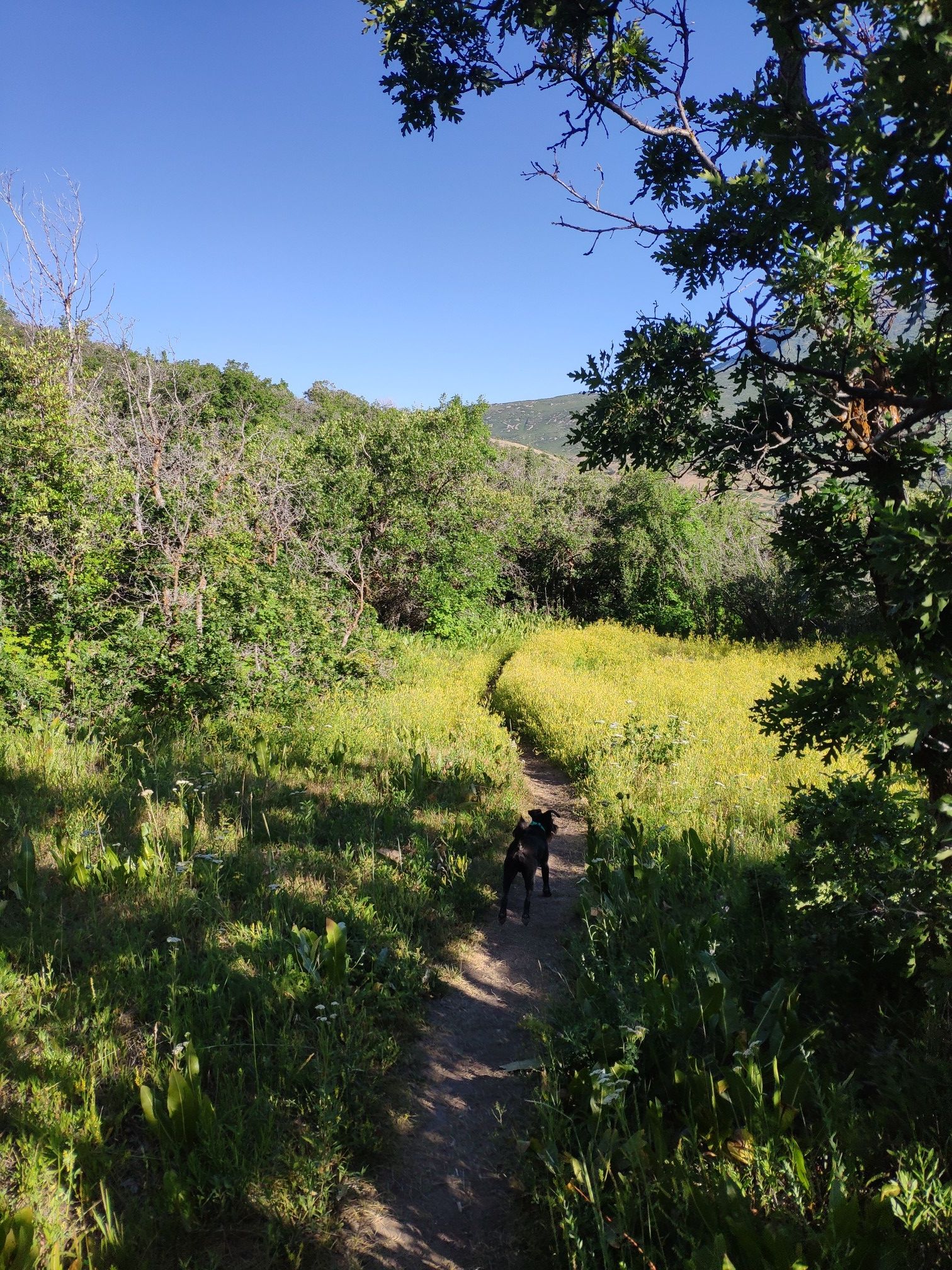 Black dog on a winding dirt path through sunlit green and yellow wildflowers. - KhPeak Overlook loop from Kyhv Peak Lower Parking Lot