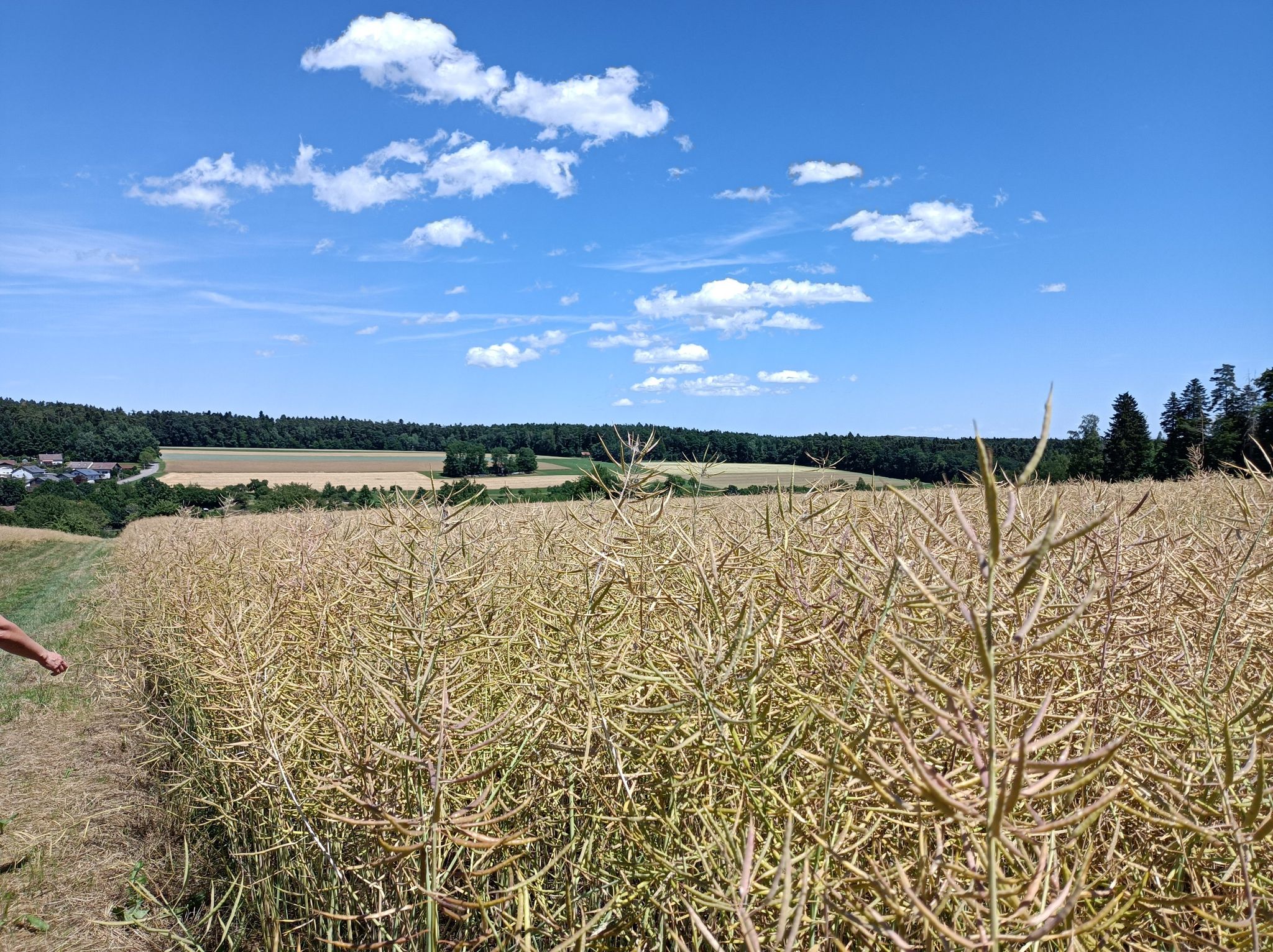 Rapsfelder
