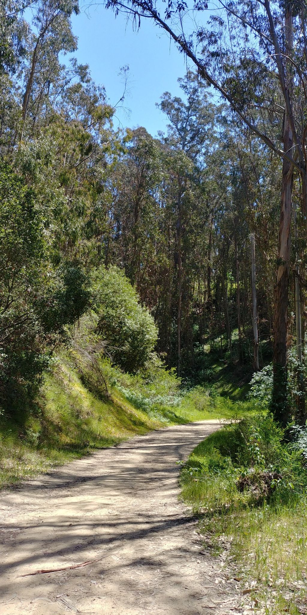 A sunlit dirt path winds through a dense green forest. - East Bay Skyline National Recreation Trail