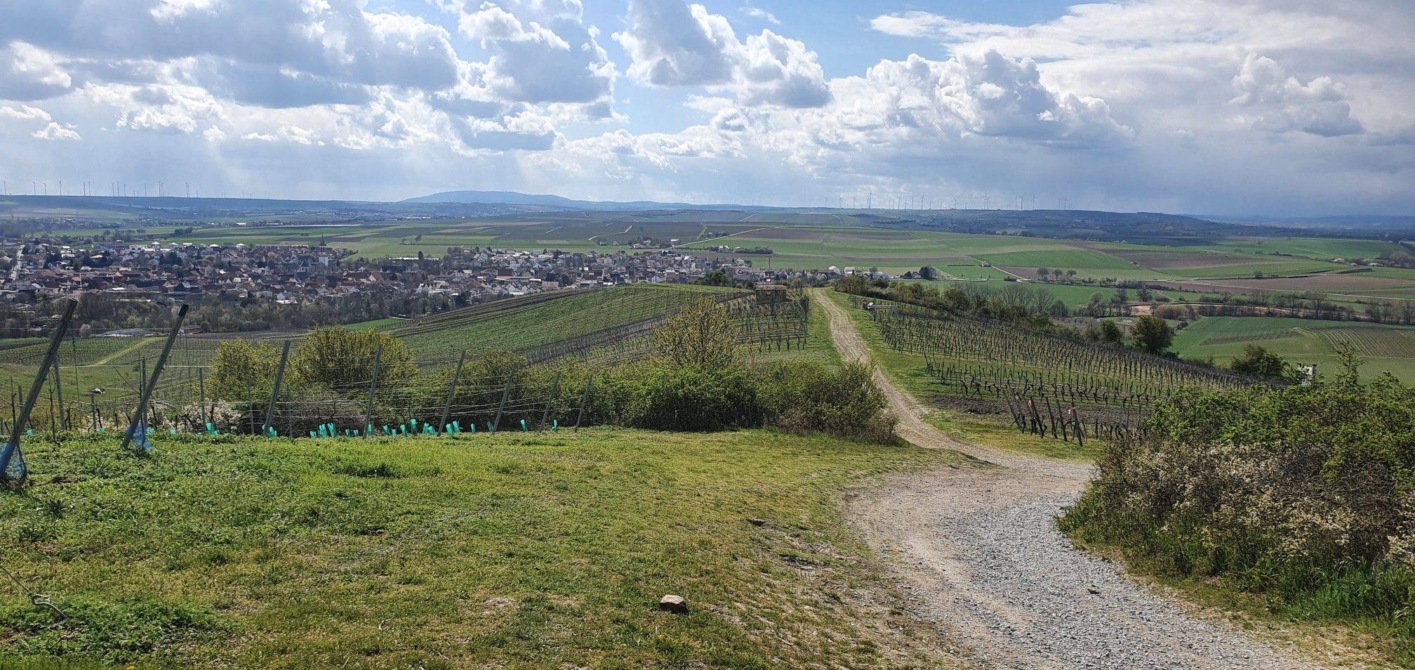 Blick nach Gau-Odernheim mit Donnersberg im Hintergrund