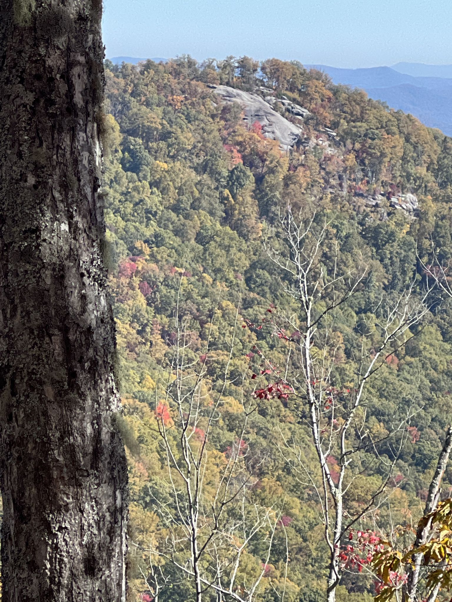 A forested mountain slope with autumn colors, seen past a large tree trunk. - Weed Patch Mountain Trail