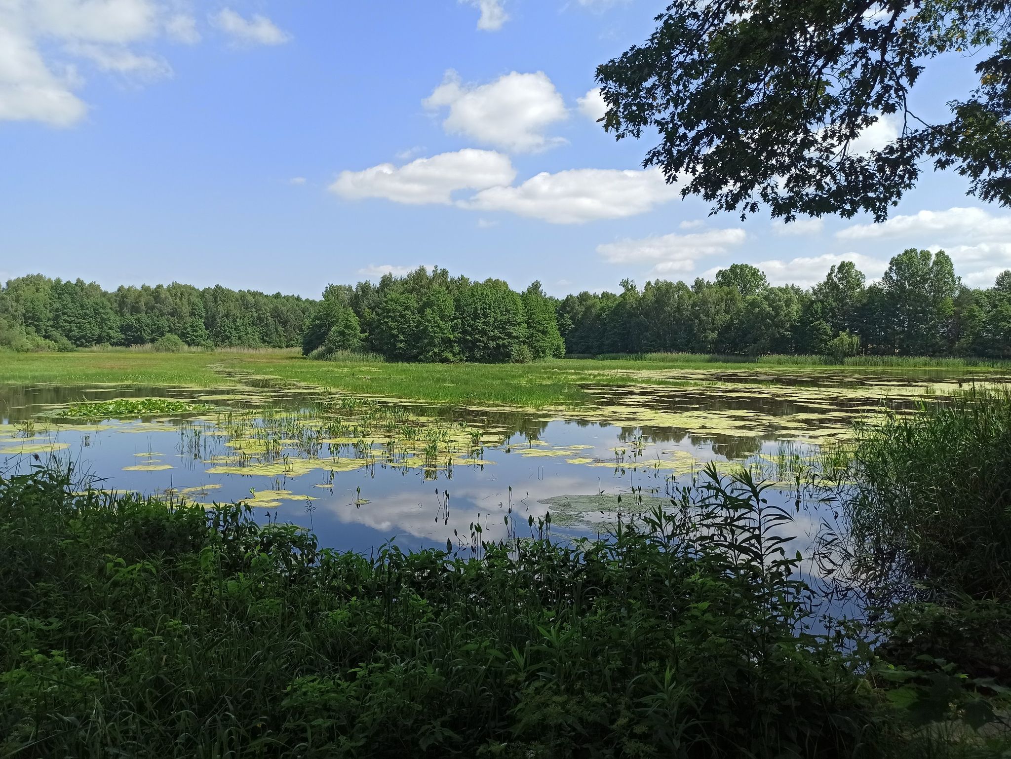 staw Sosnówka