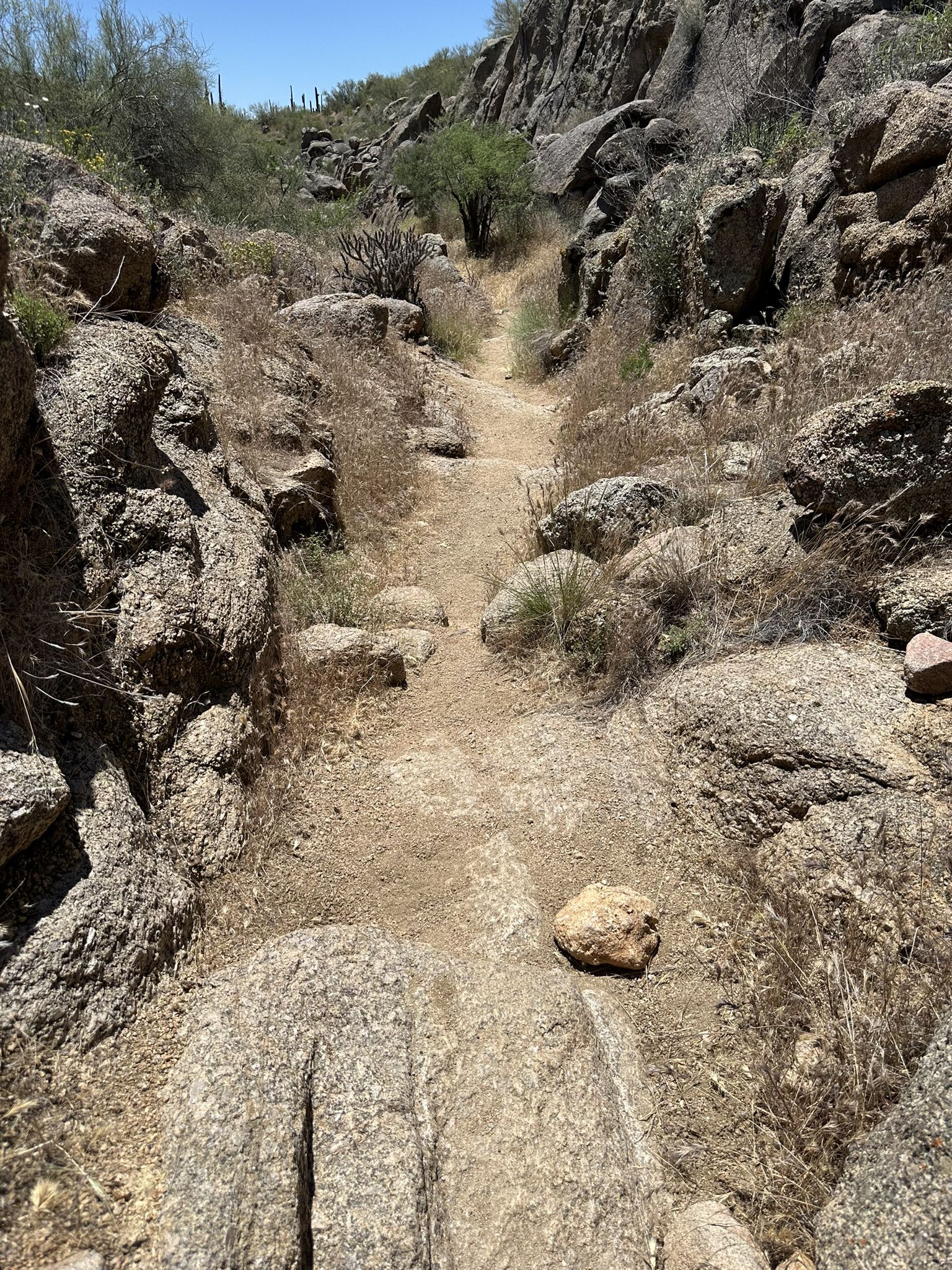 A sunlit, rocky desert trail surrounded by dry vegetation and large boulders. - 136th Street Express, Cow Poke, Coyote Canyon, and Dove Valley Loop