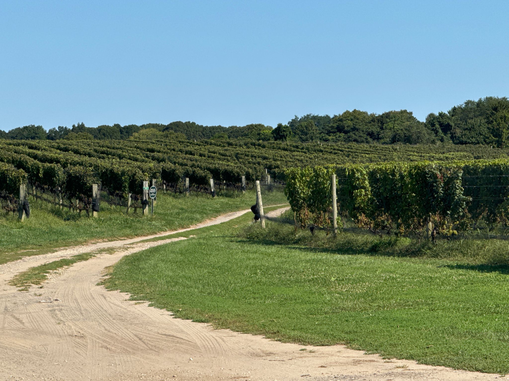 Weinberge in den Hamptons