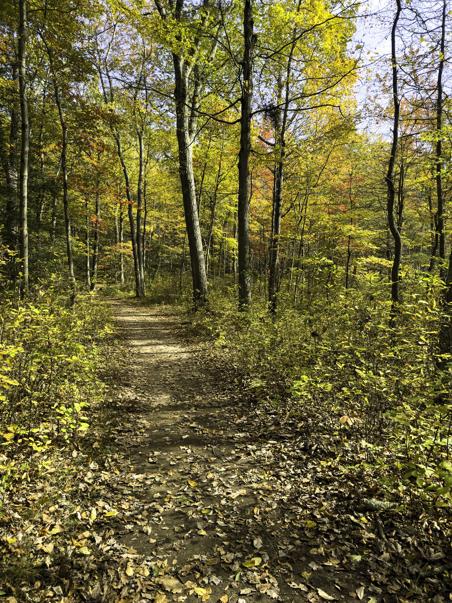 A winding dirt path through a vibrant autumn forest with dappled sunlight. - Buckingham Reservoir – Lookout Mountain loop from Swan Estate and Riley Parcel