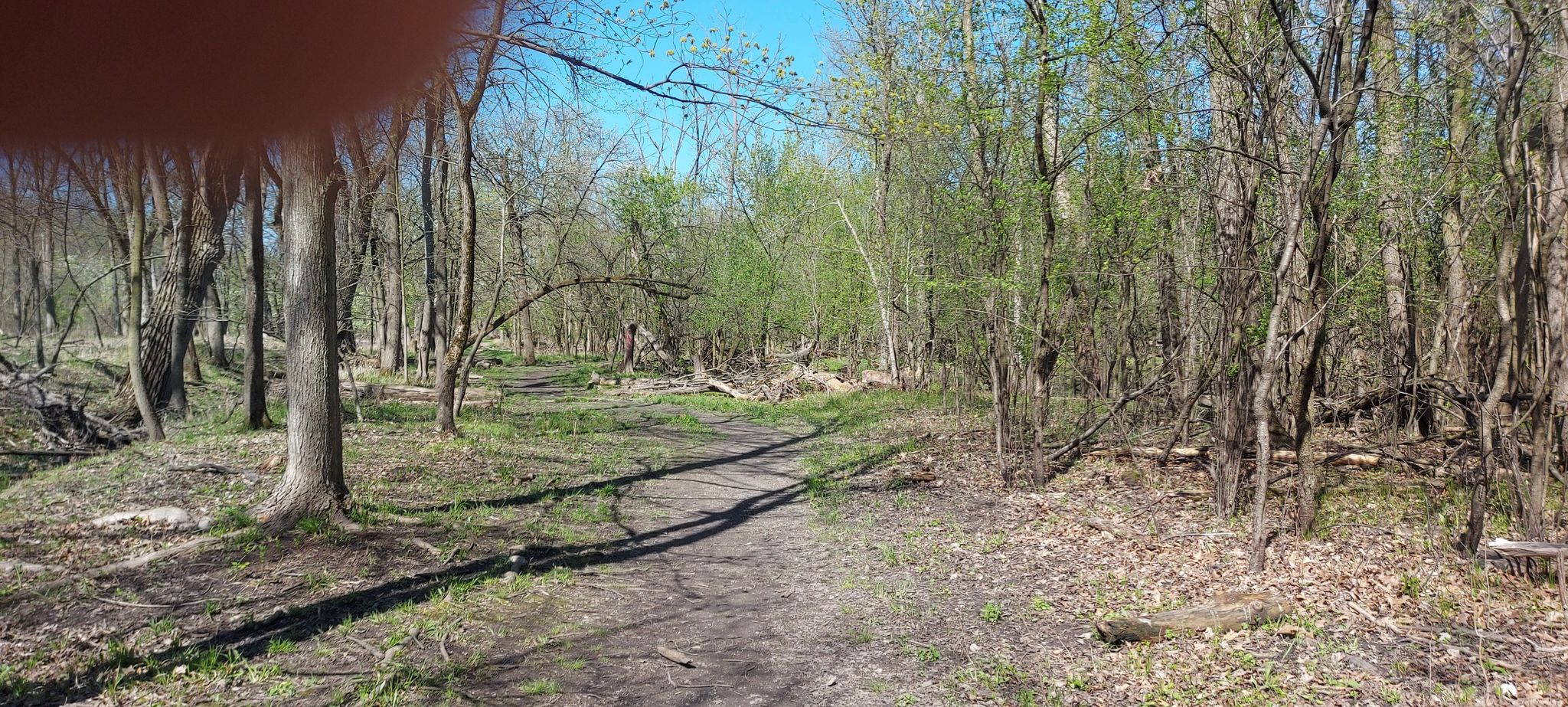 Dirt path winding through a bright, early spring forest with new leaves. - Thatcher Woods Preserve – Thatcher Woods loop from River Forest