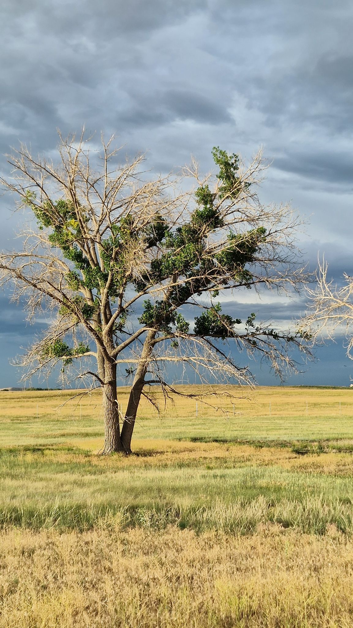 Partially bare tree with green leaves in a golden field under cloudy skies. - Highline Loop and Rocky Mountain Greenway Trail