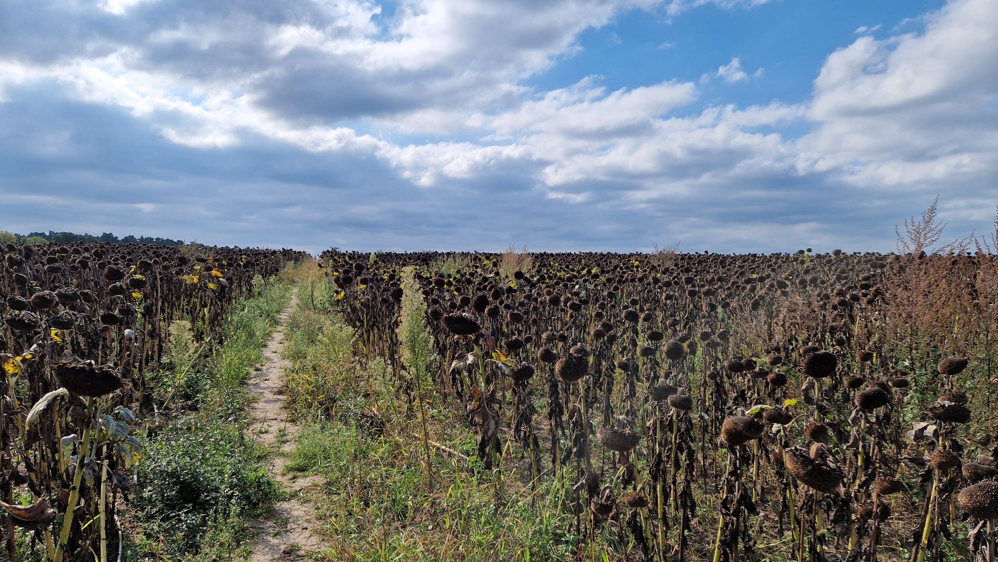 Weg zum Riesenstein