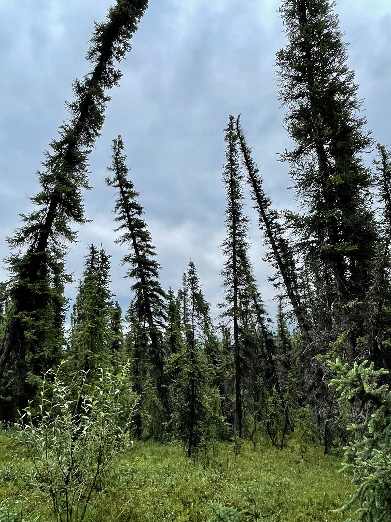 Tall, leaning spruce trees stand in a green forest under a cloudy sky. - Roadside Trail