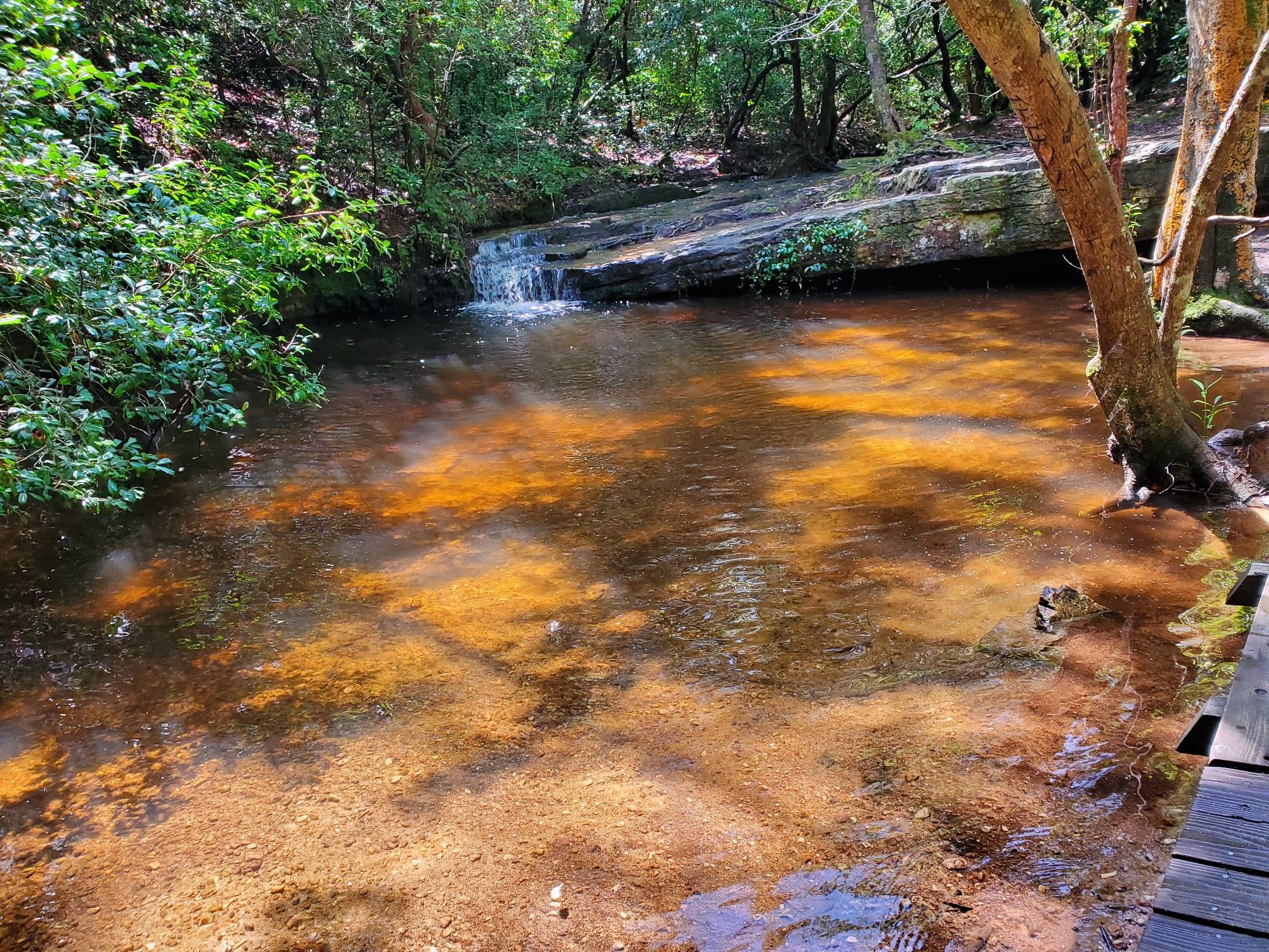 Small waterfall cascades into a clear, reddish-brown pool in a green forest. - Csonka Falls – Cascade Falls loop from WJSP Picnic Site
