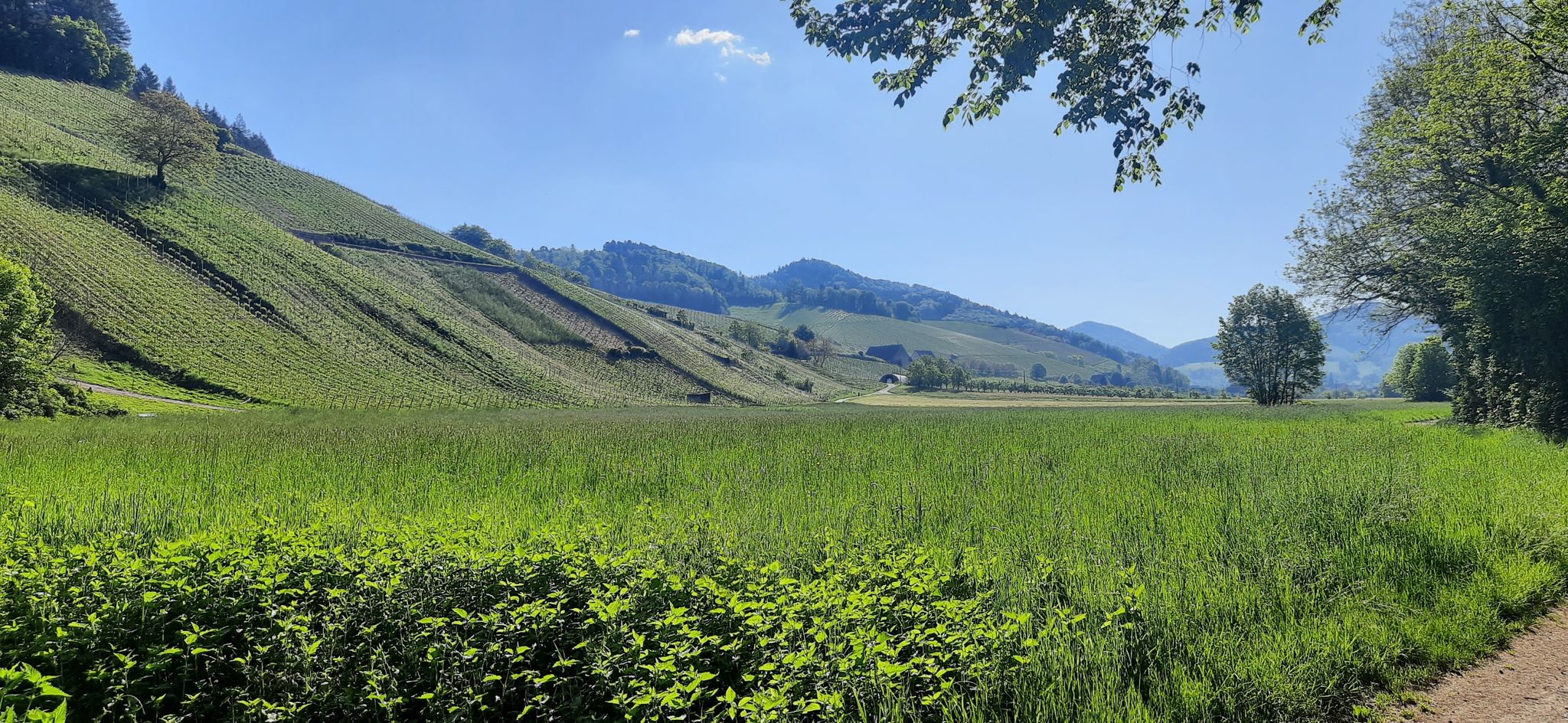 Blick ins Glottertal