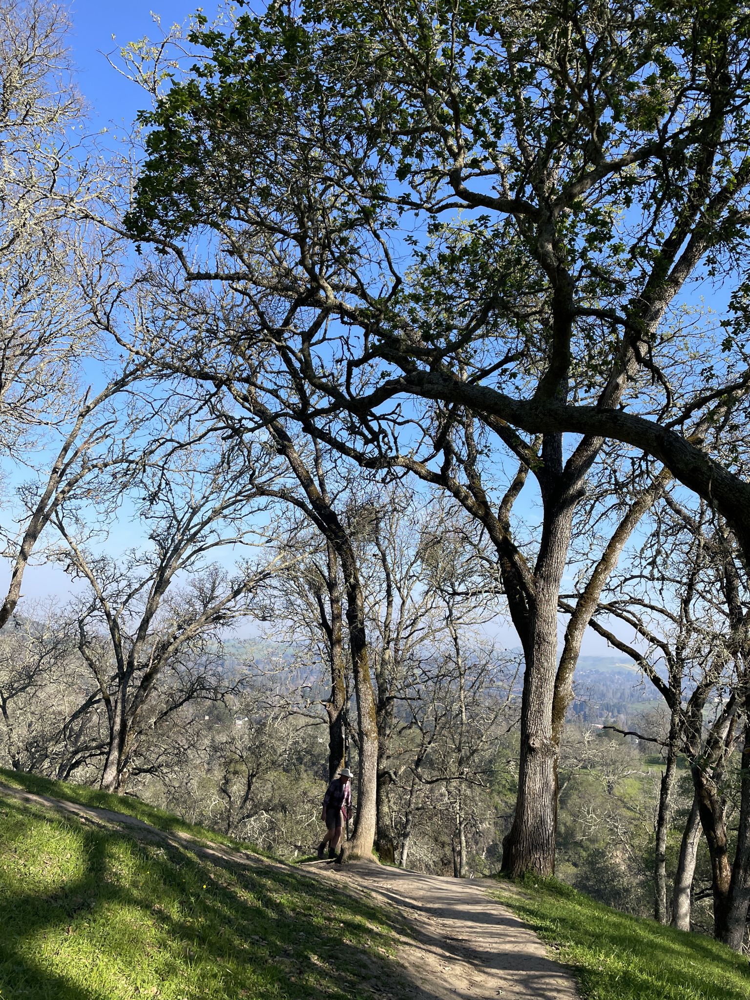 A person walks on a sunny dirt path through tall, bare trees. - Ringtail Cat, Madrone and Point of No Return Loop