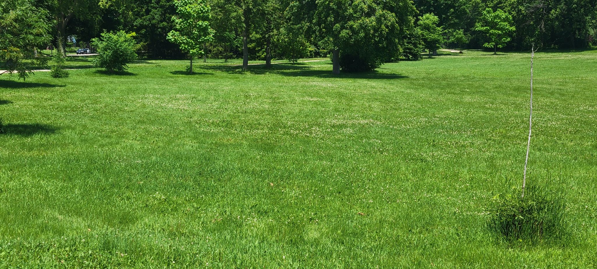 A wide, vibrant green lawn stretches towards distant trees under bright sunlight. - Luce Line Trail Wooden Bridge – Theodore Wirth Parkway loop from Golden Valley