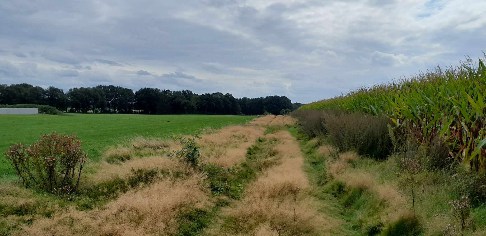 Noch mehr hohes Gras - zum Glück ist es trocken