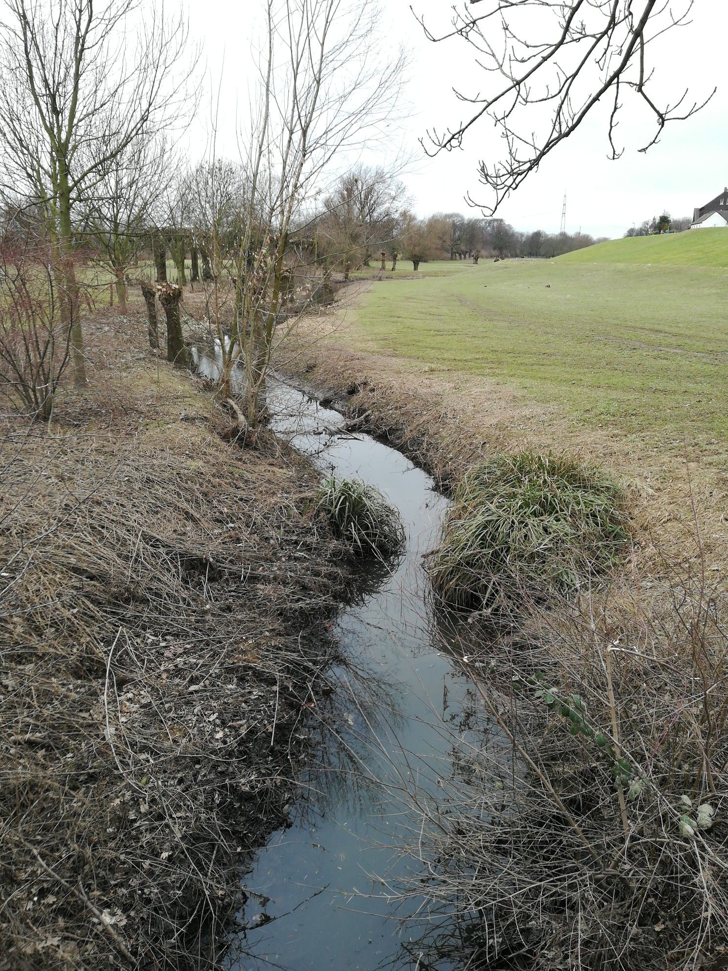 Rheinaue bei Friemersheim
