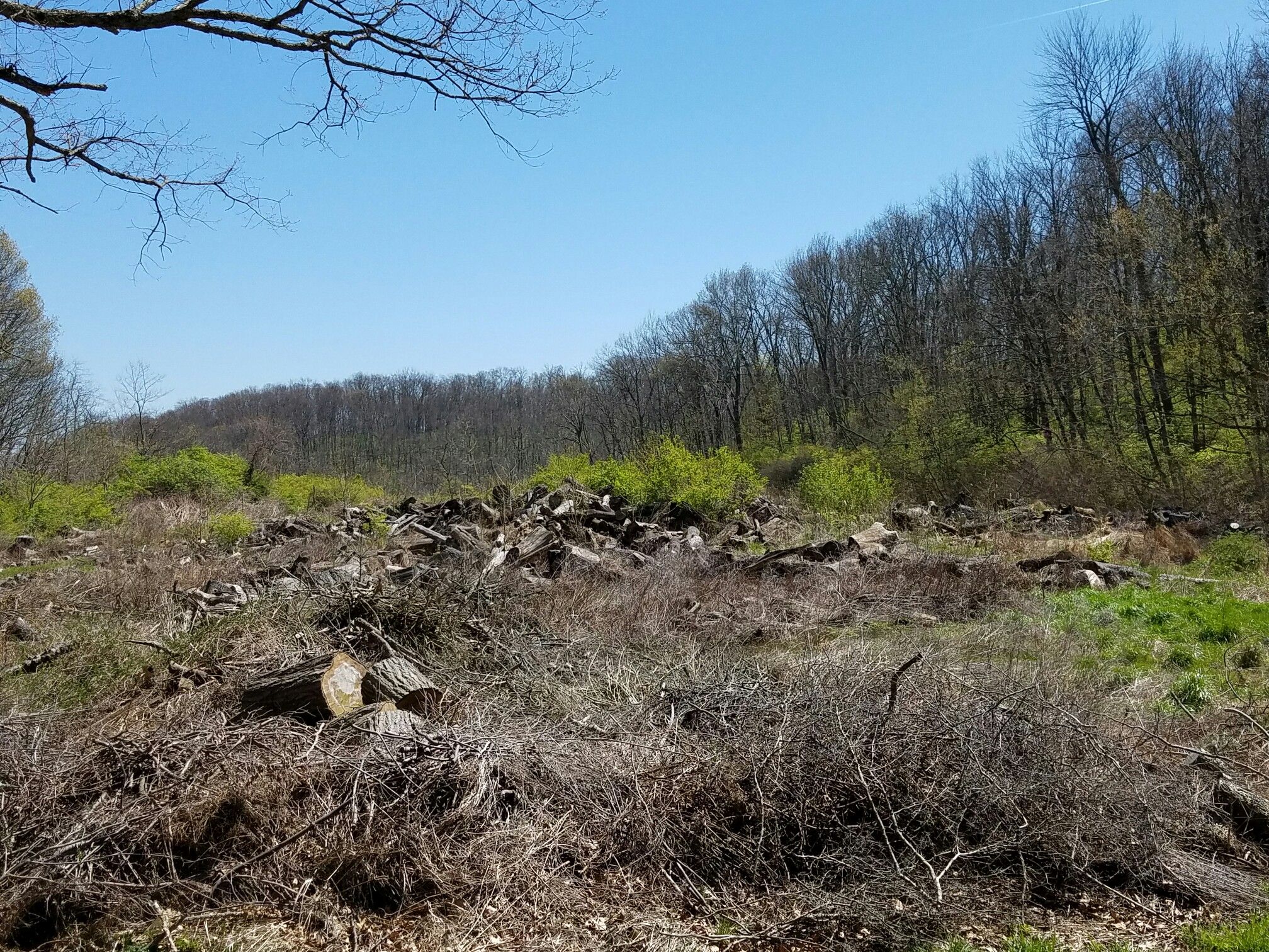 A clearing with piles of cut wood and brush, surrounded by bare trees. - Explorers Trail Loop