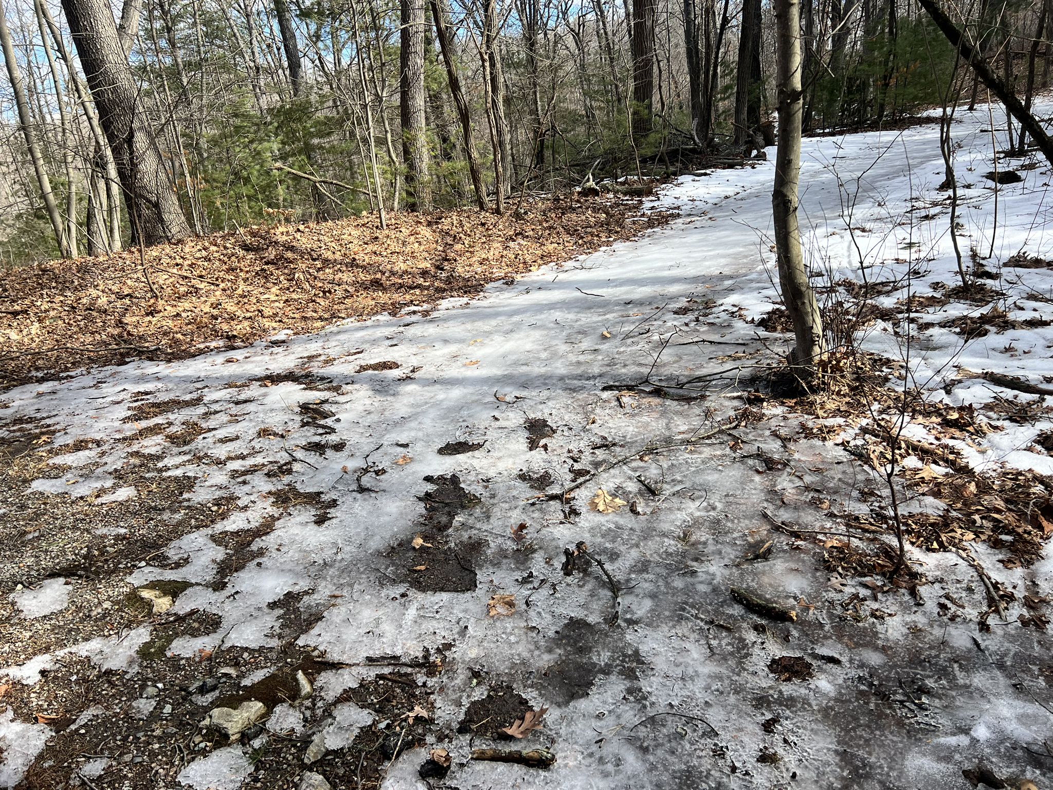 A partially icy and snowy path winds through a bare winter forest. - East Boundary and Stony Brook Path Loop