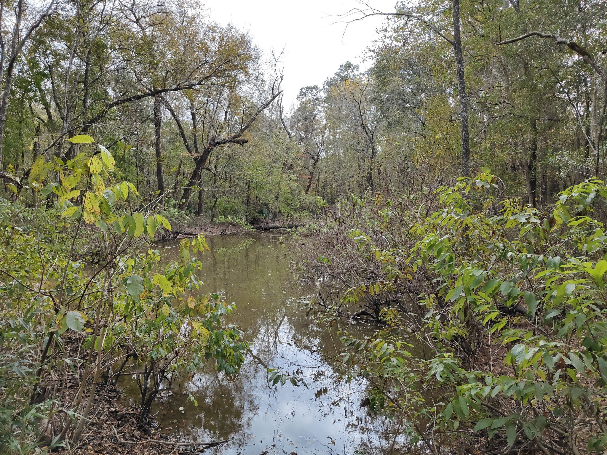 A murky stream winds through a dense, green forest under an overcast sky. - Little Lake Creek Wilderness South Loop