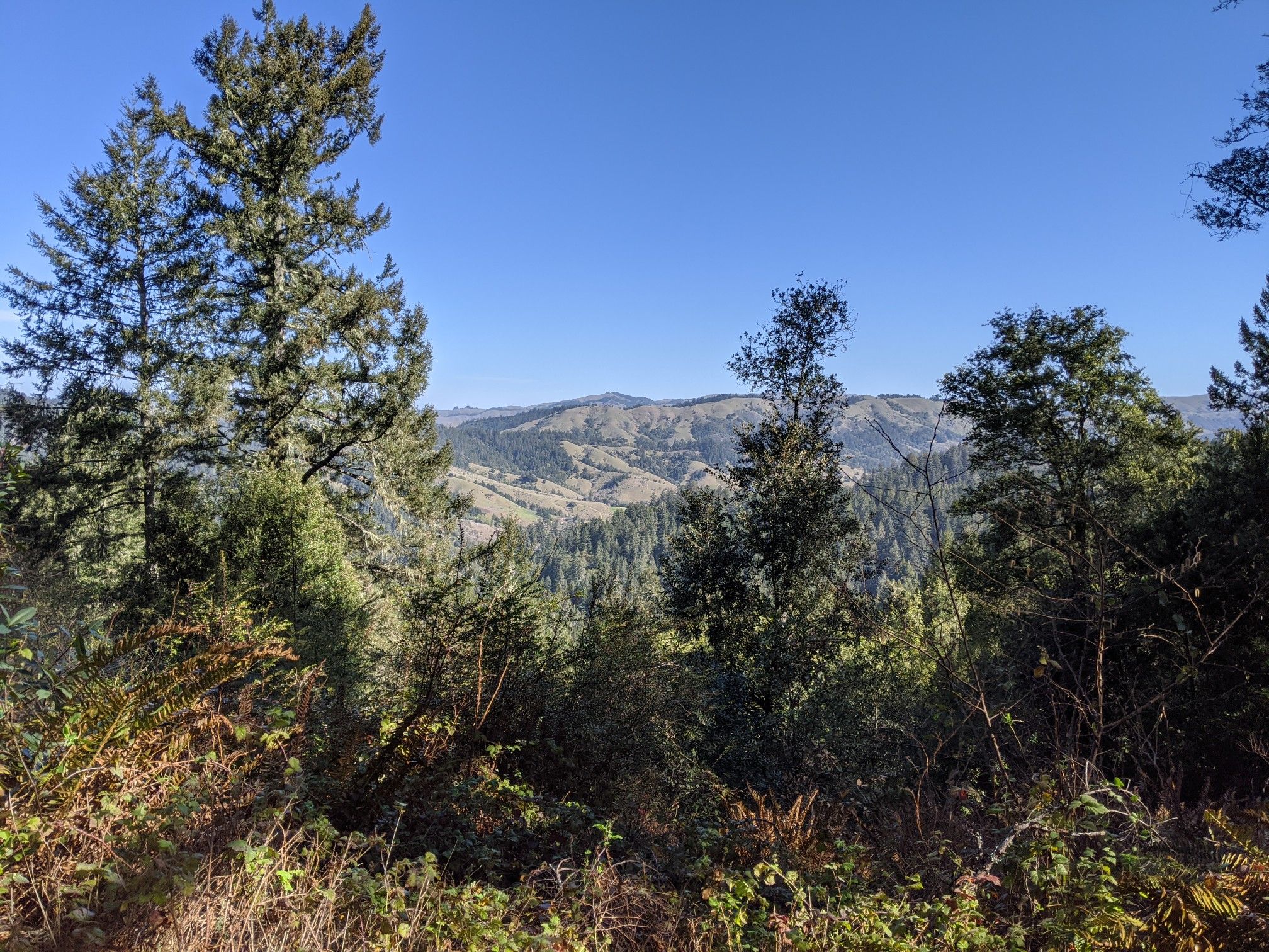 Sunny view of evergreen trees and distant rolling hills under a bright blue sky. - Kent Lake via Candalero Canyon Loop