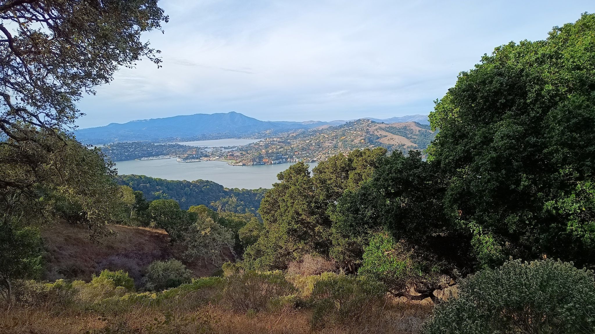 View through green trees to a bay and distant hills under a bright sky. - Sunrise Site loop from Angel Island