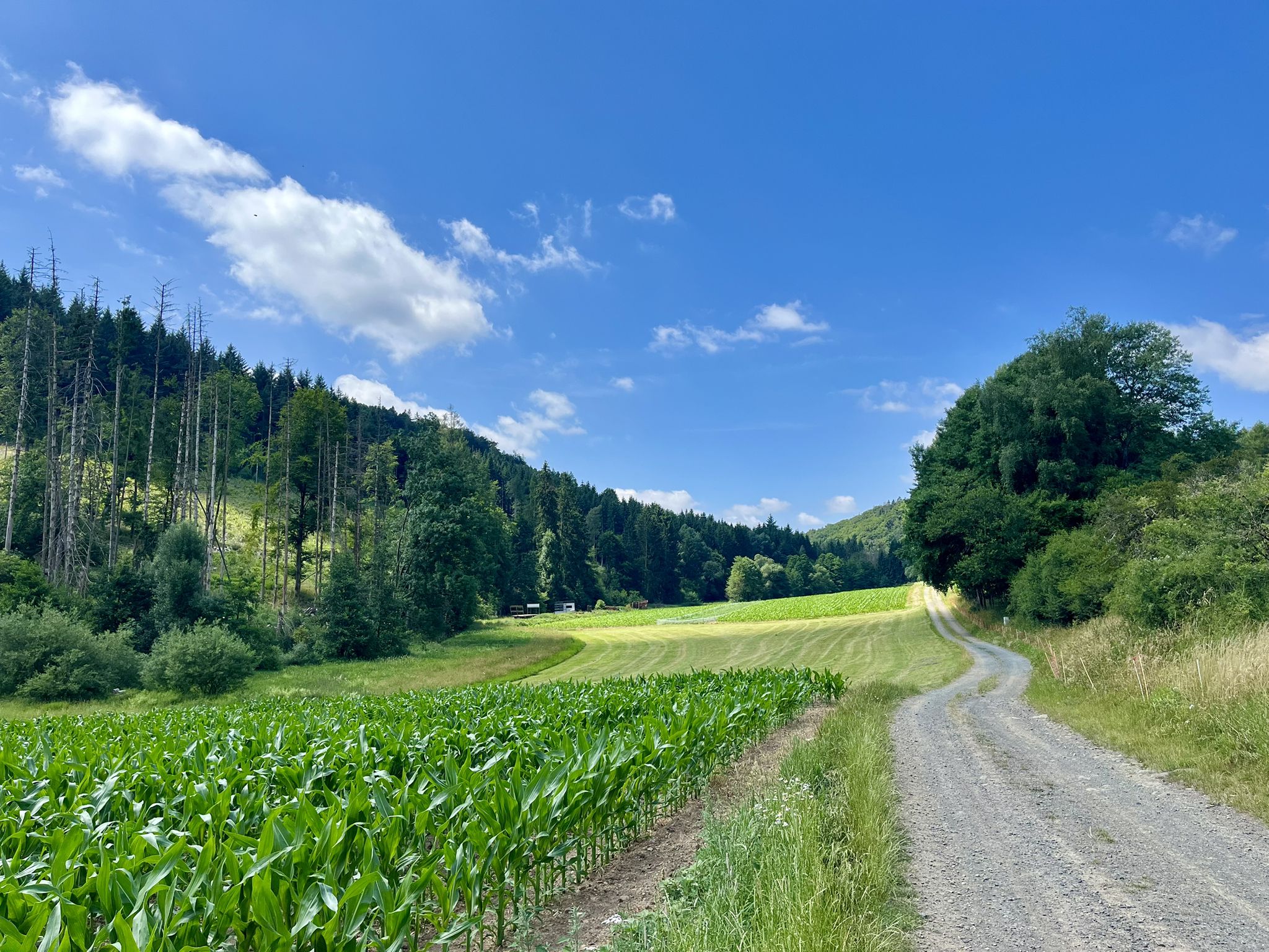 Richtung Niederhörlen auf den Hörlepanoramaweg