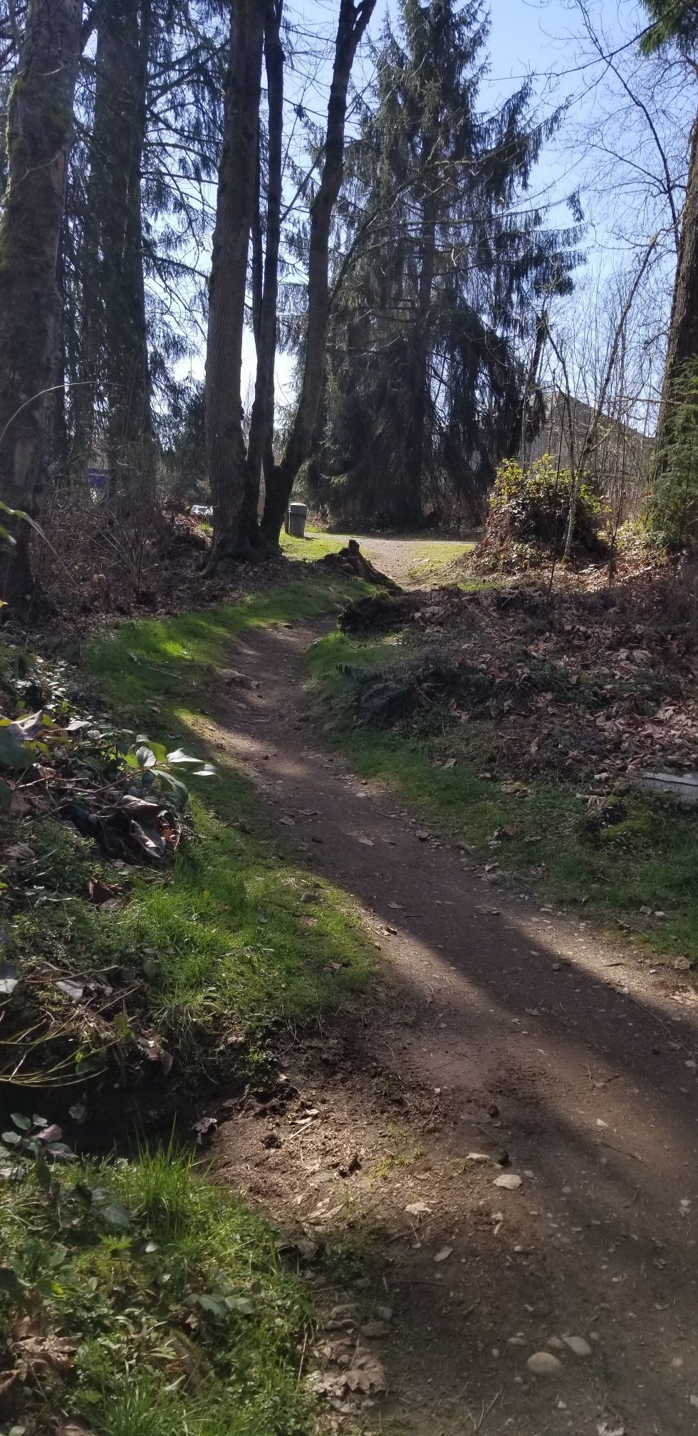 Dirt path leading into a sunny, open forest area. - Beaver Lake Park