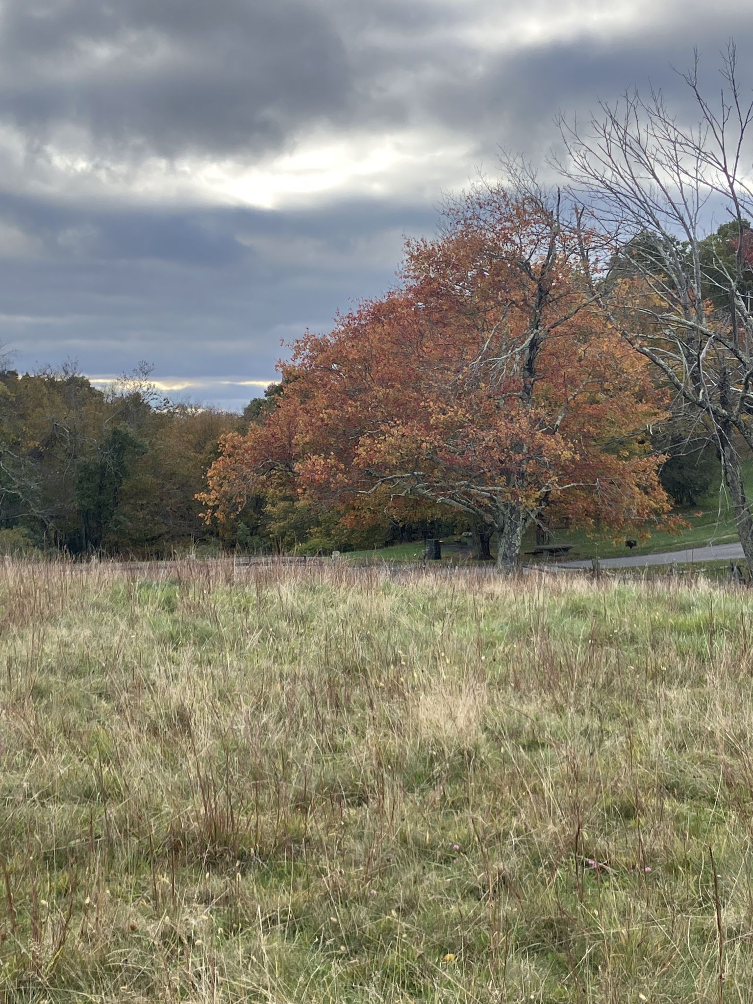 A field of dry grass with an orange-leafed tree under cloudy skies. - Bluff Mountain Trail – Bluff Mountain Summit Meadow loop from Wildcat Rock