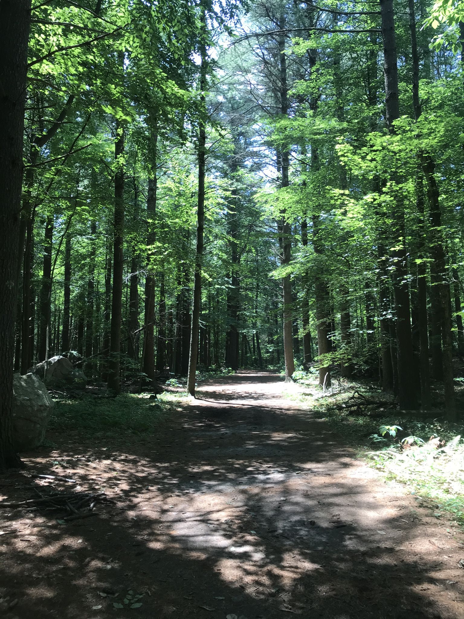 A sun-dappled forest path winding through tall, green trees. - High Rock Loop