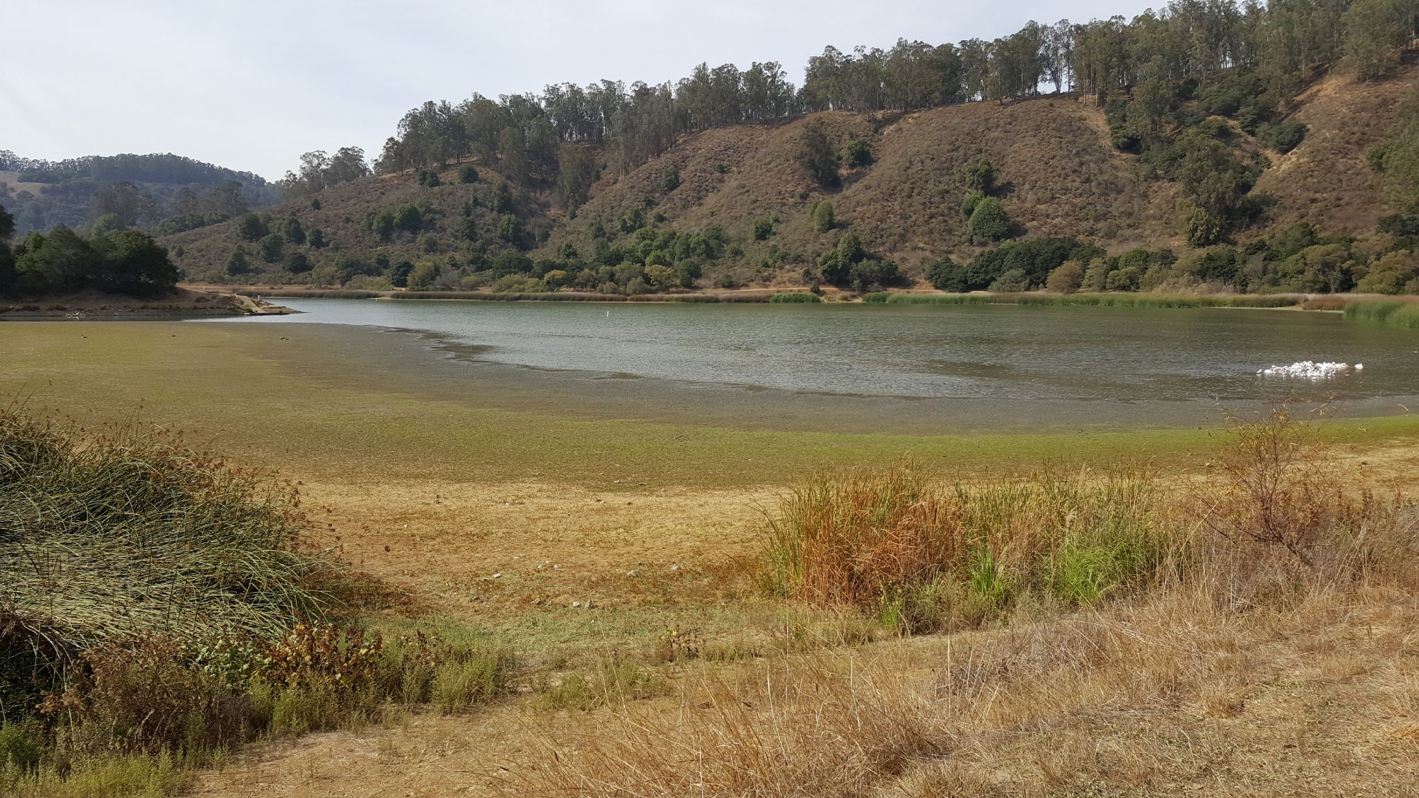 Shallow lake with marshy foreground and dry hills under an overcast sky. - Columbine, Honker Bay, and Towhee Trail Loop