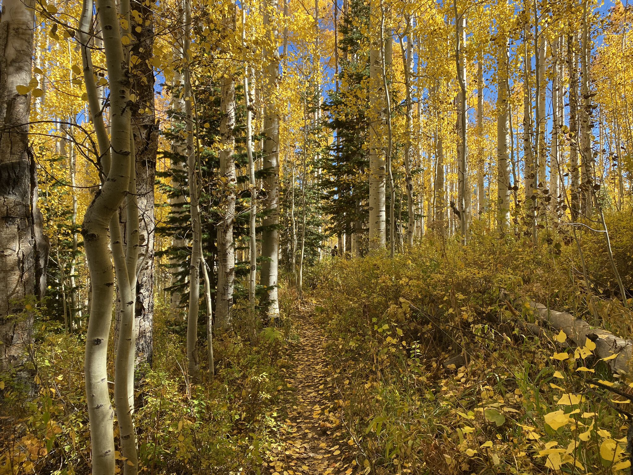 A narrow path winding through a sunlit forest of golden aspen trees. - Ontario Ridge Trail