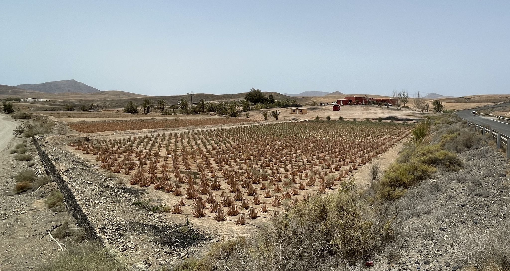 Aloe Vera Farm in Juan Gopar