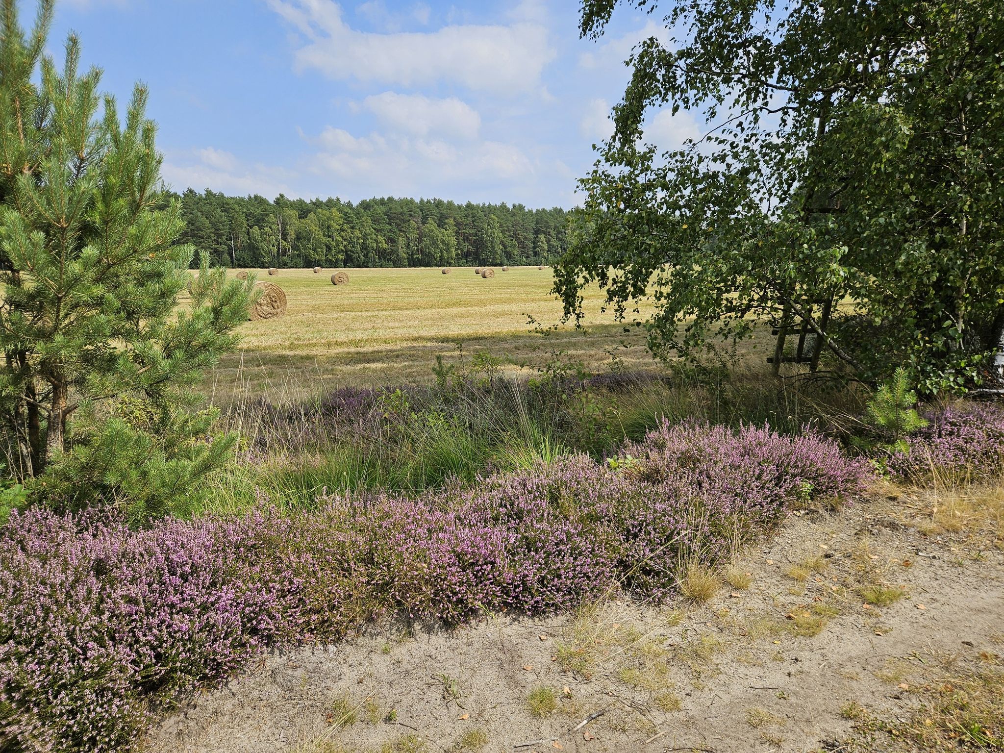 blühende Heide am Wegrand