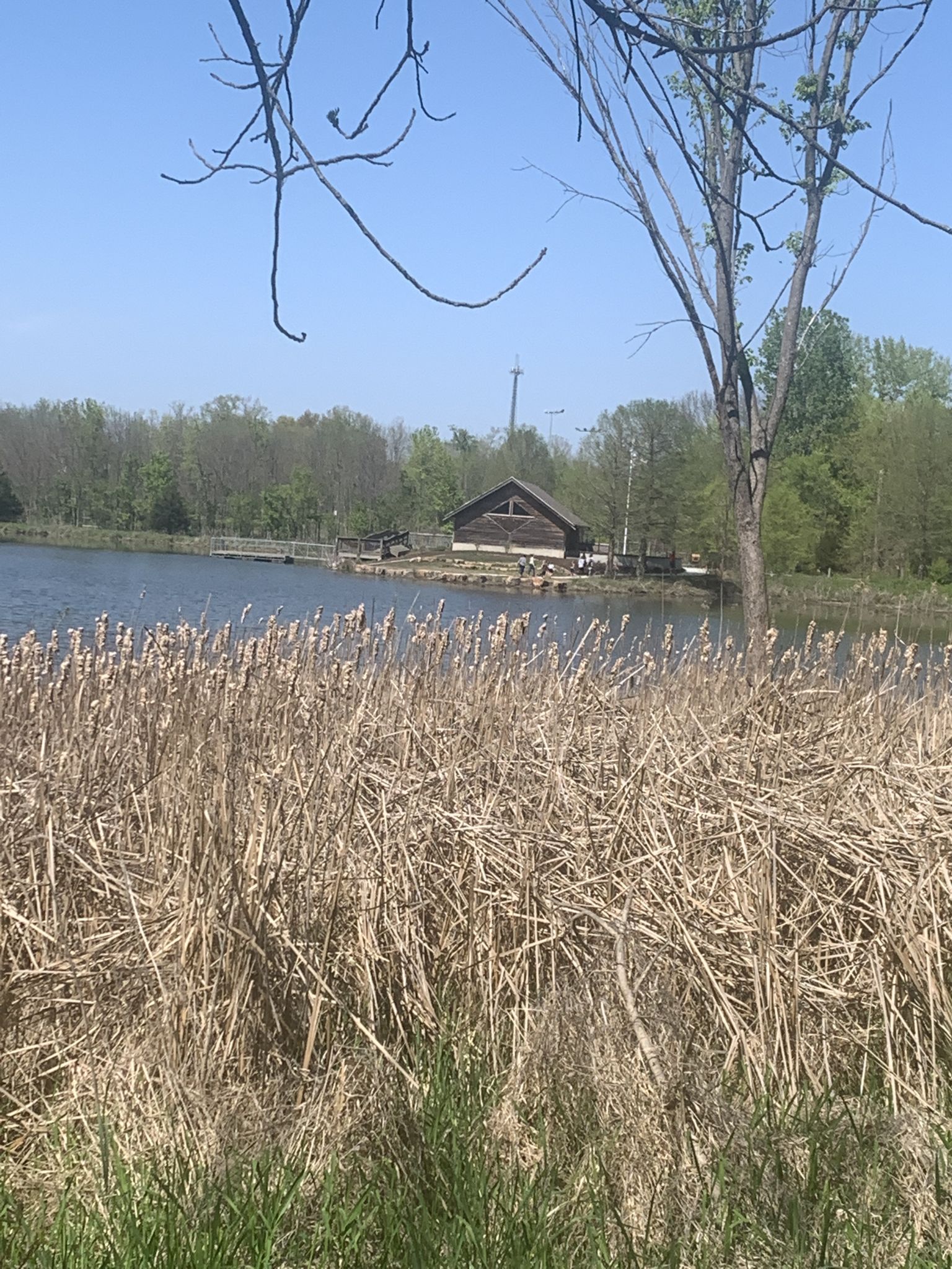 Dry reeds in foreground, a lake with a distant boathouse under a clear sky. - Watershed Nature Center Loop Trail